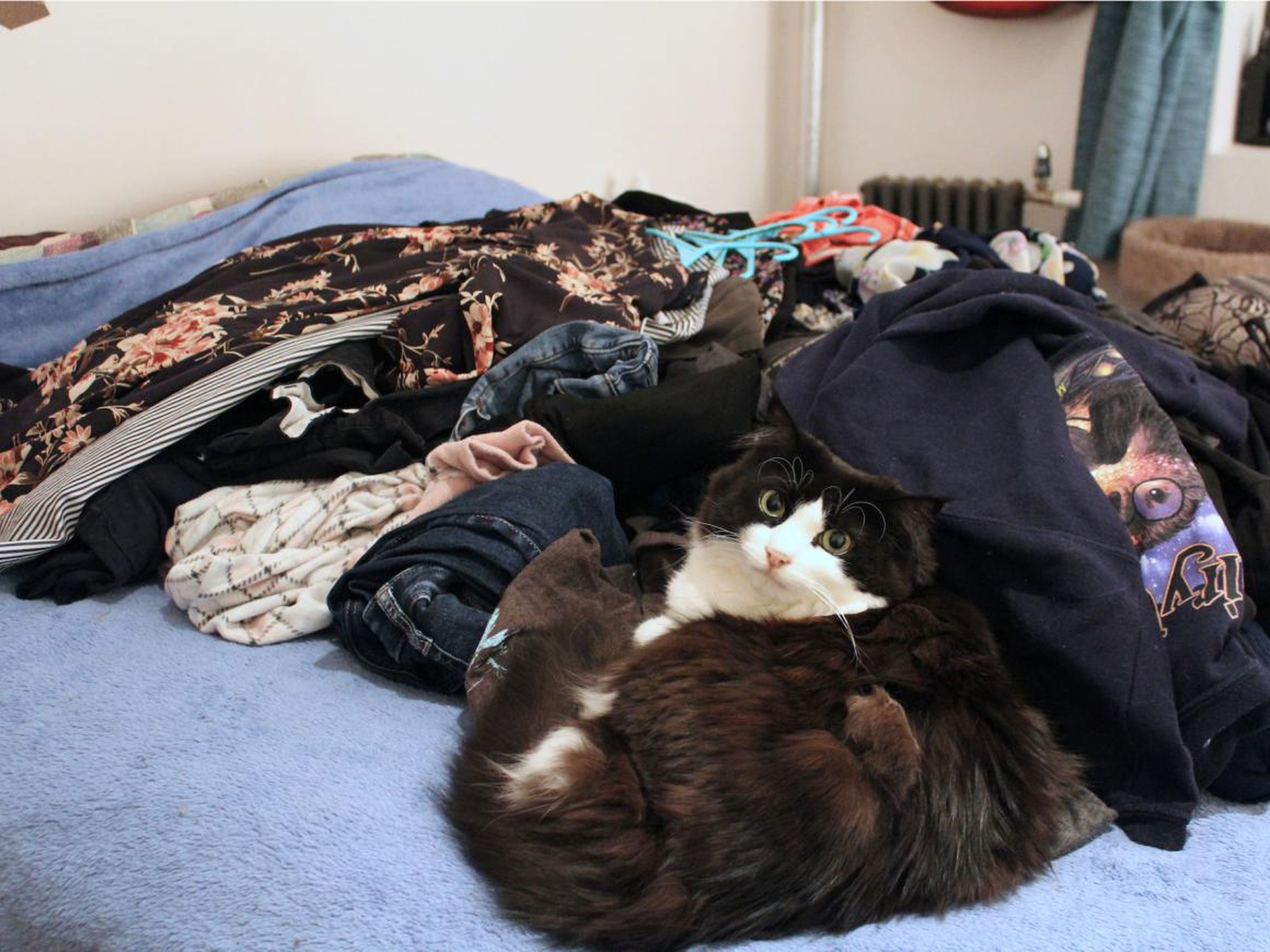 Mi gato posa serenamente en medio de una pila de ropa