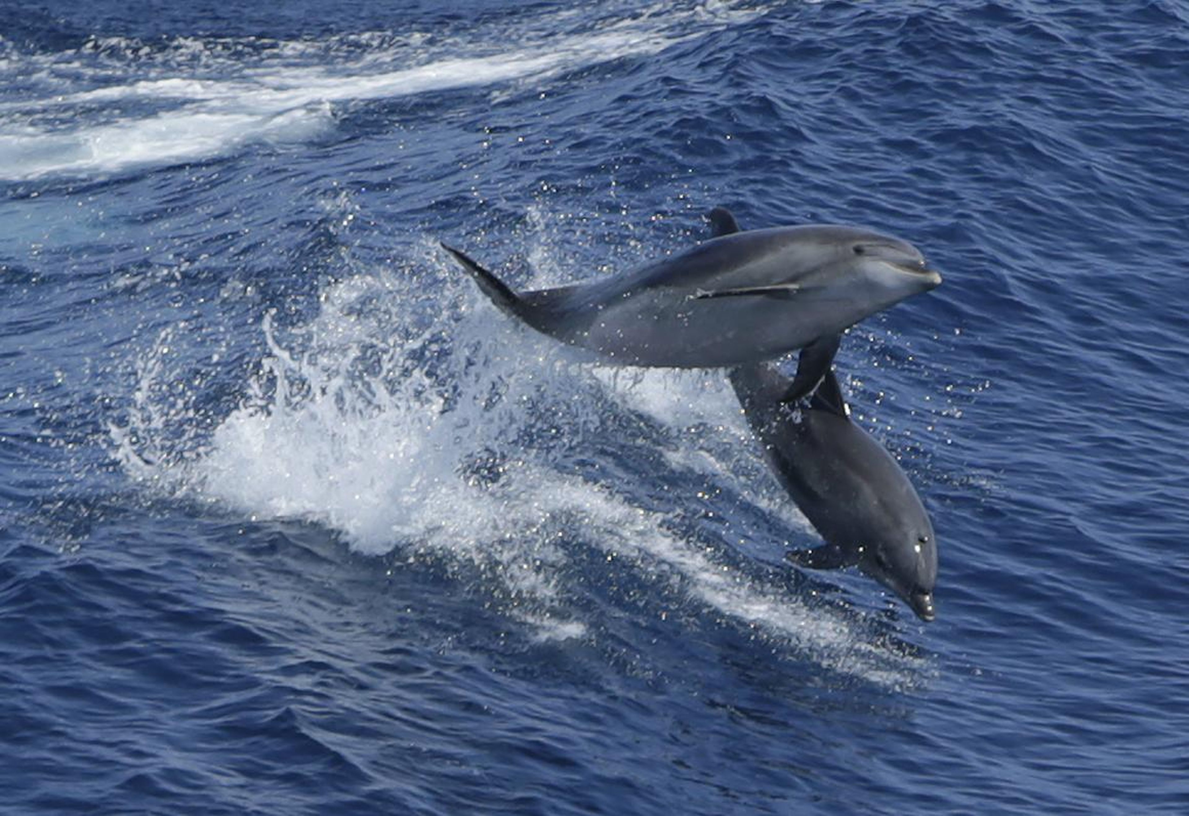 Delfines siguiendo un crucero.