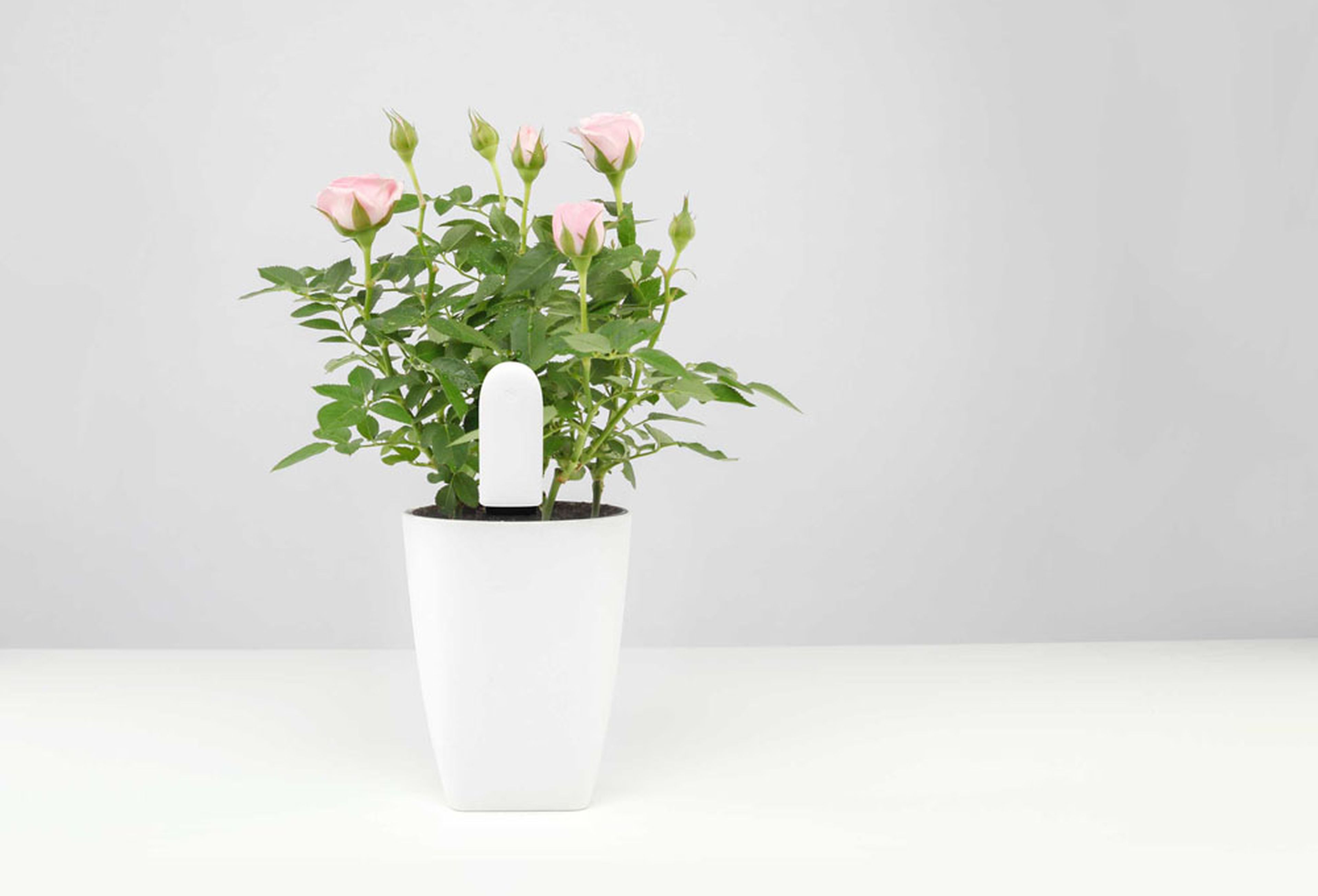 Xiaomi Mi Plant Flower