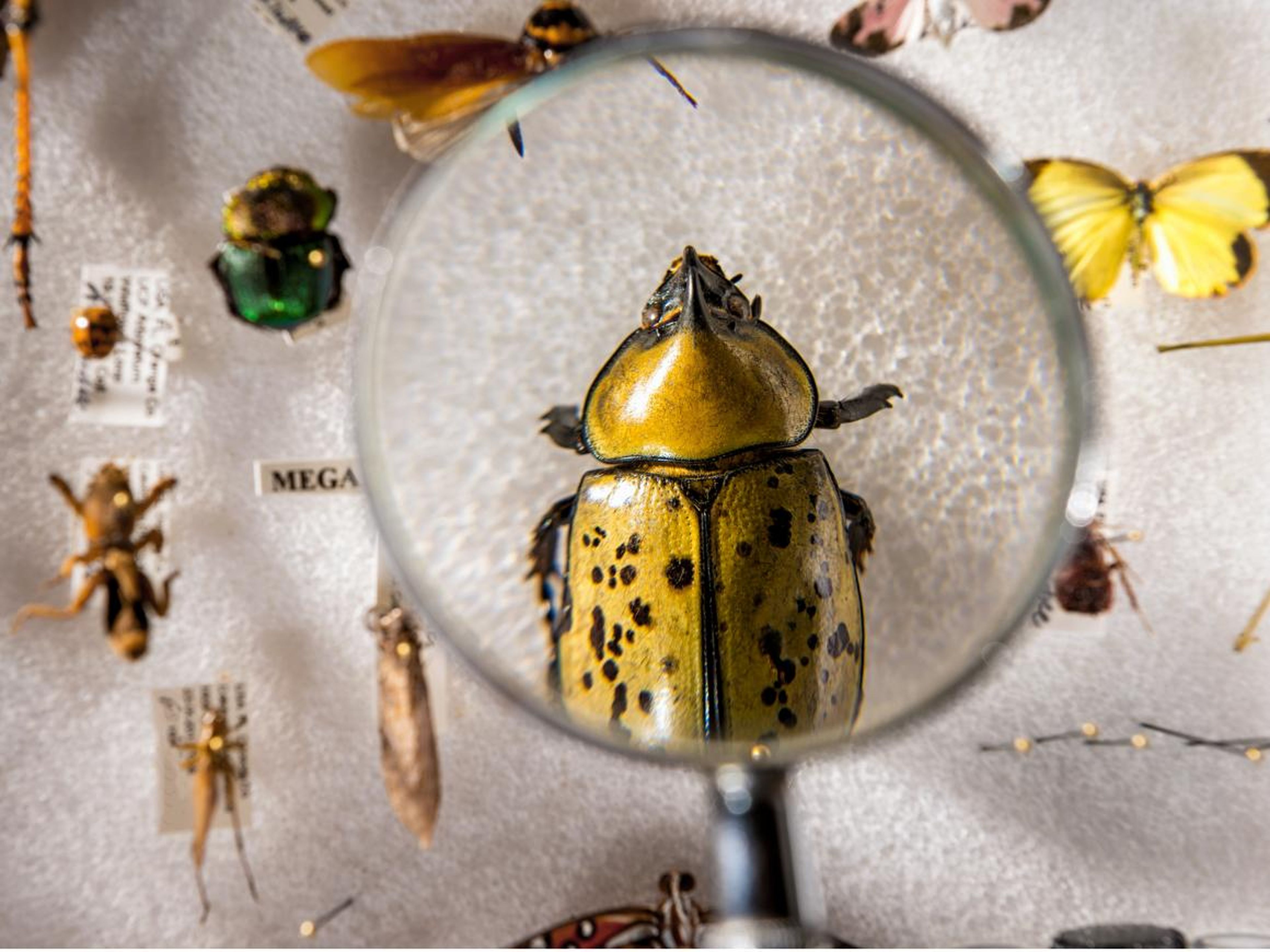 An estimated 41% of global insect species are at risk.
