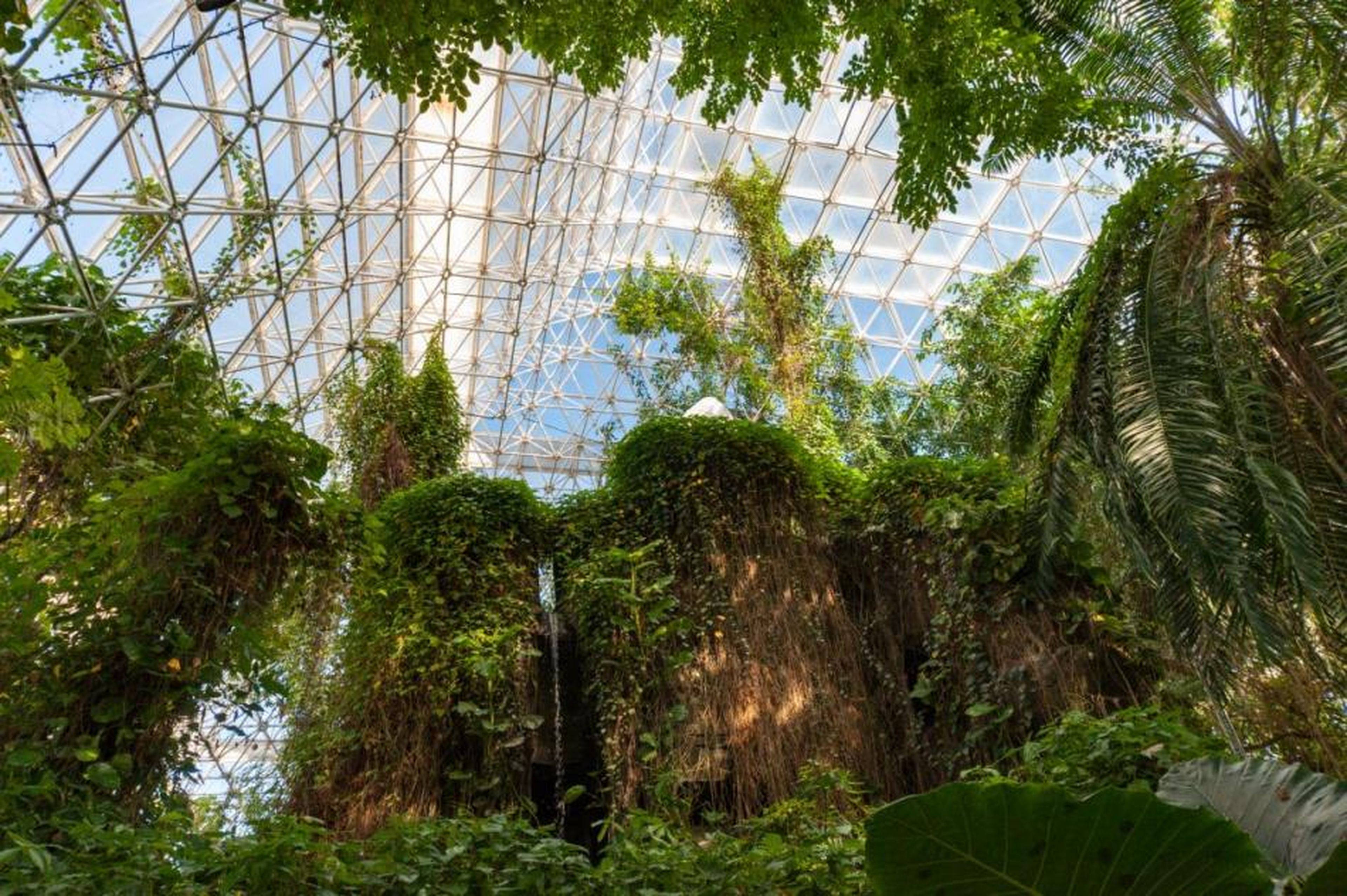 El bioma selva de Biosphere 2