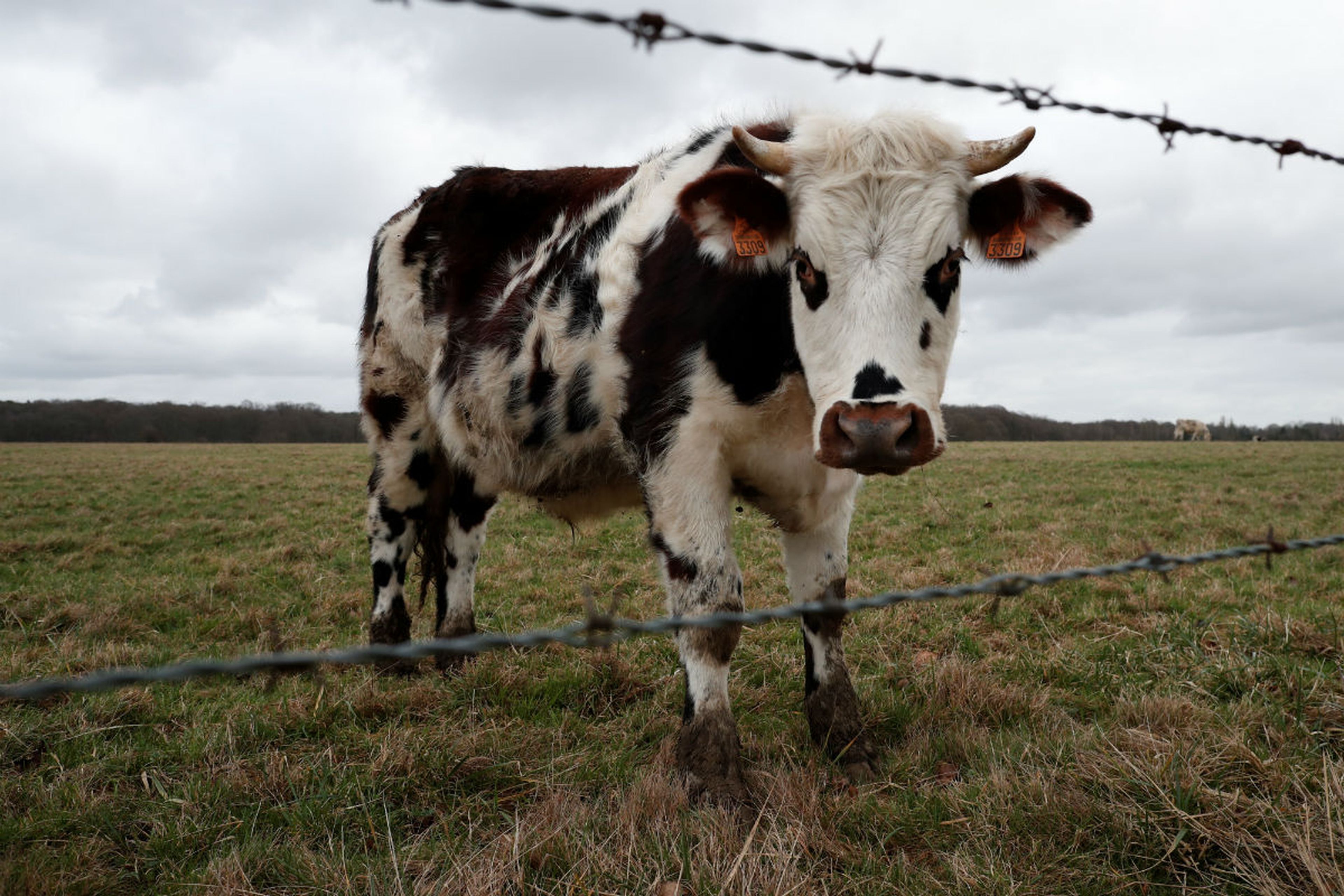 Una vaca mira tras un alambre de espino.