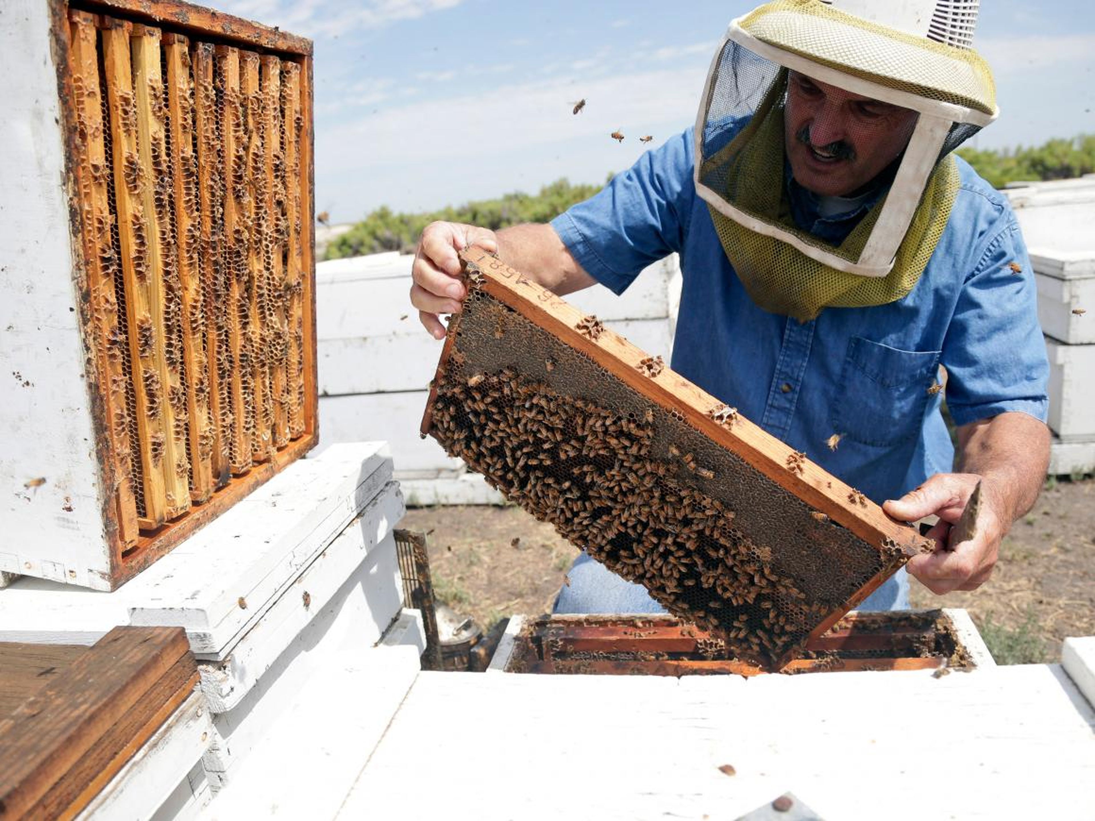 A California beekeeper inspects his honey beehive.