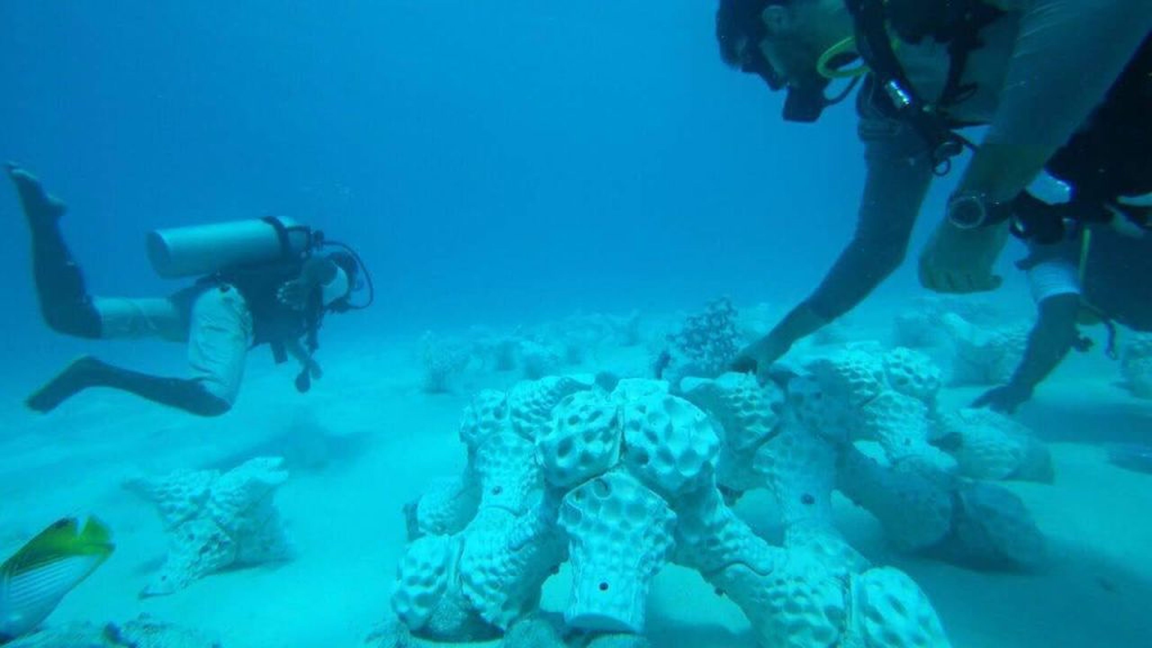 Coral artificial impreso en 3d