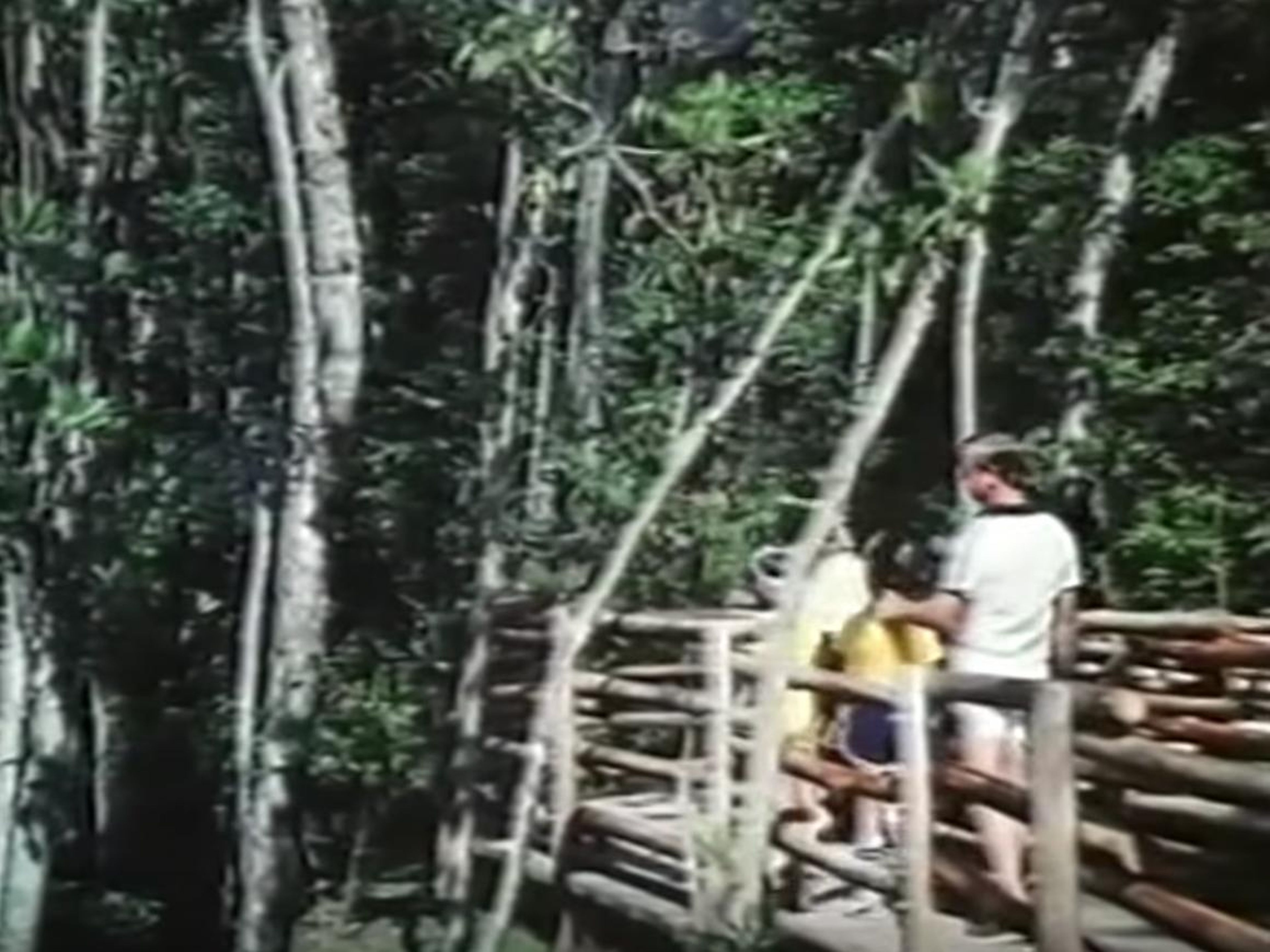 Walking through Discovery Island in its early days.