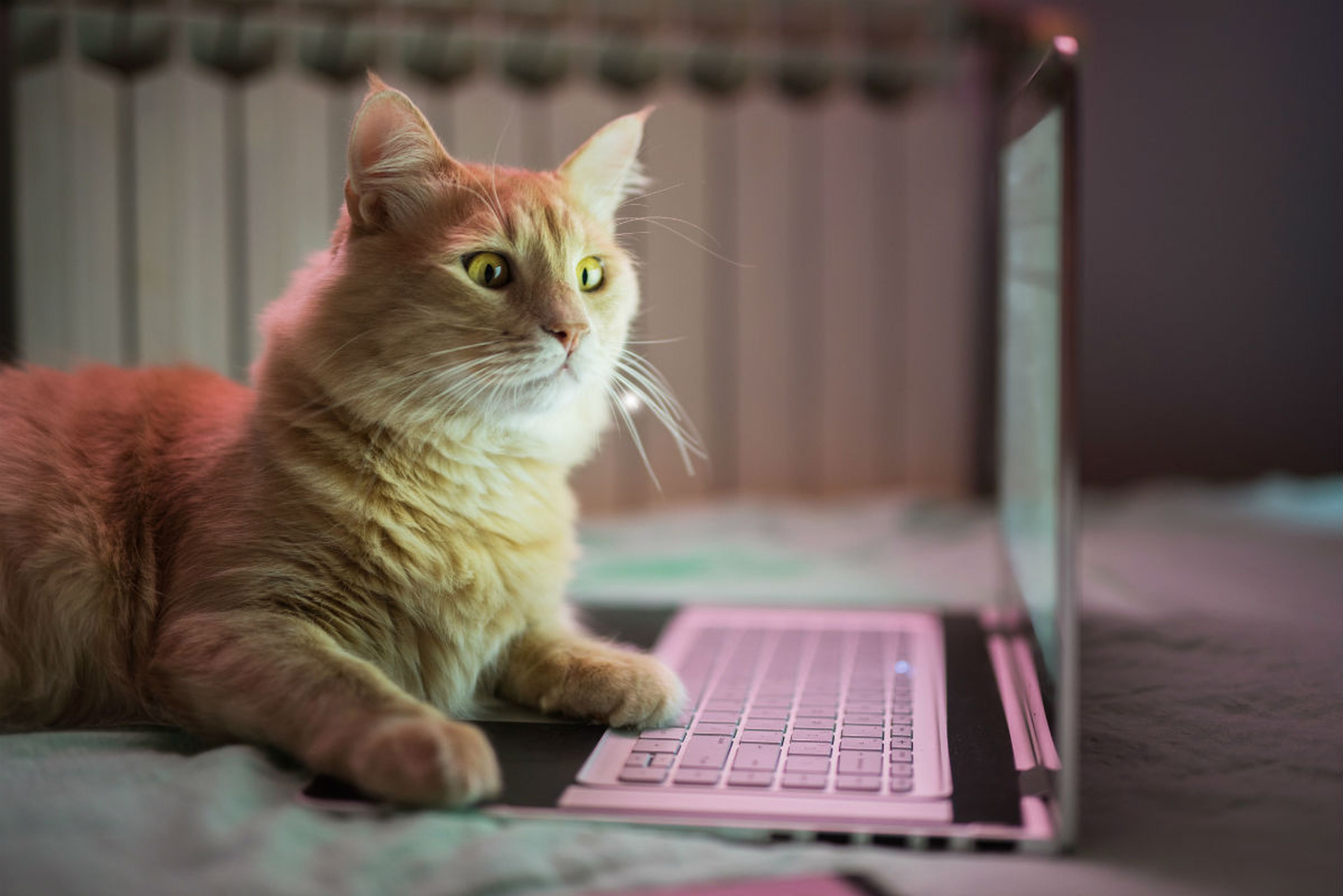 Un gato junto a un ordenador.