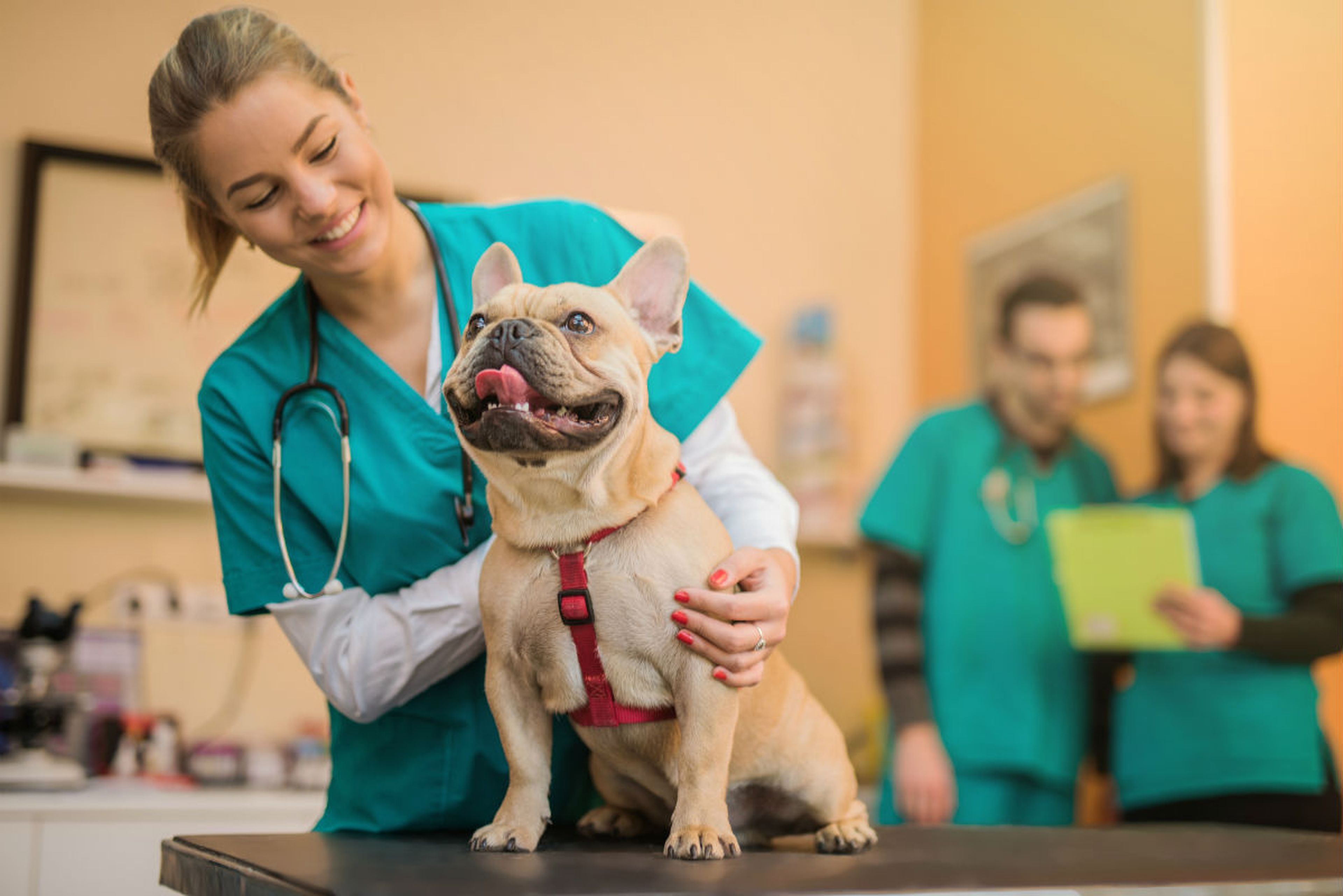 Una veterinaria con un perro.