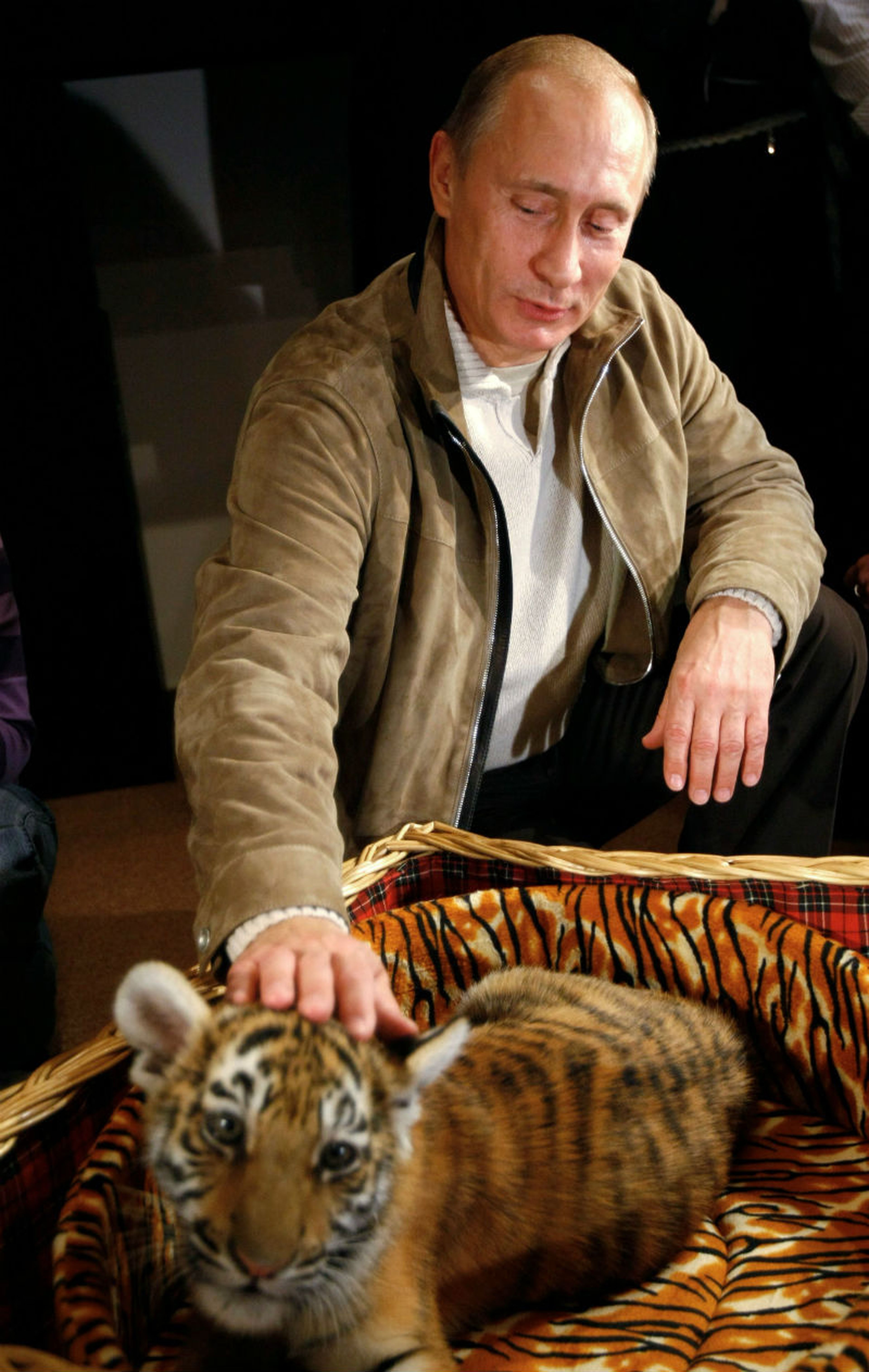Vladimir Putin acaricia a una cría de tigre.