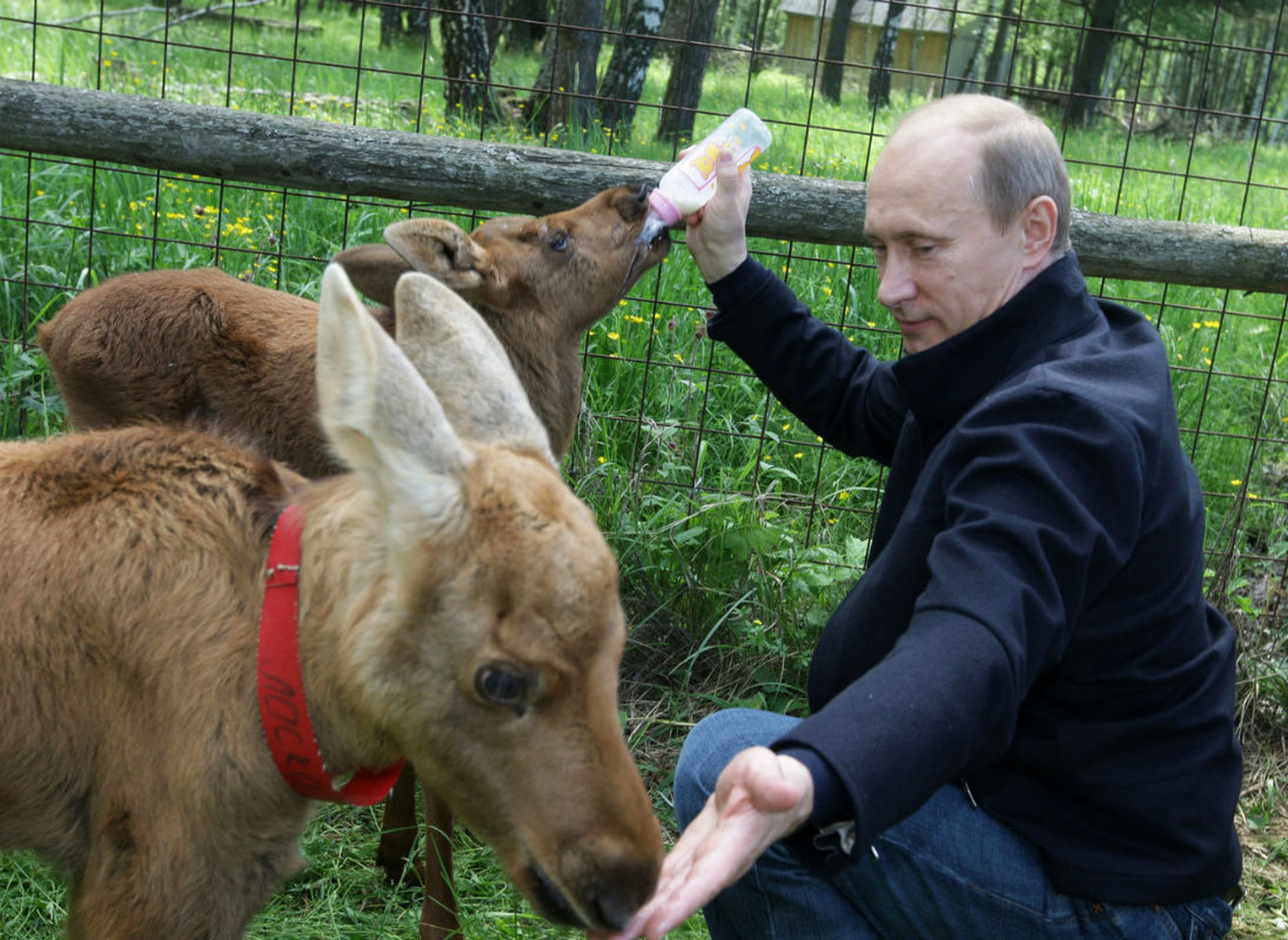 Vladimir Putin da un biberón a dos crías de alce.