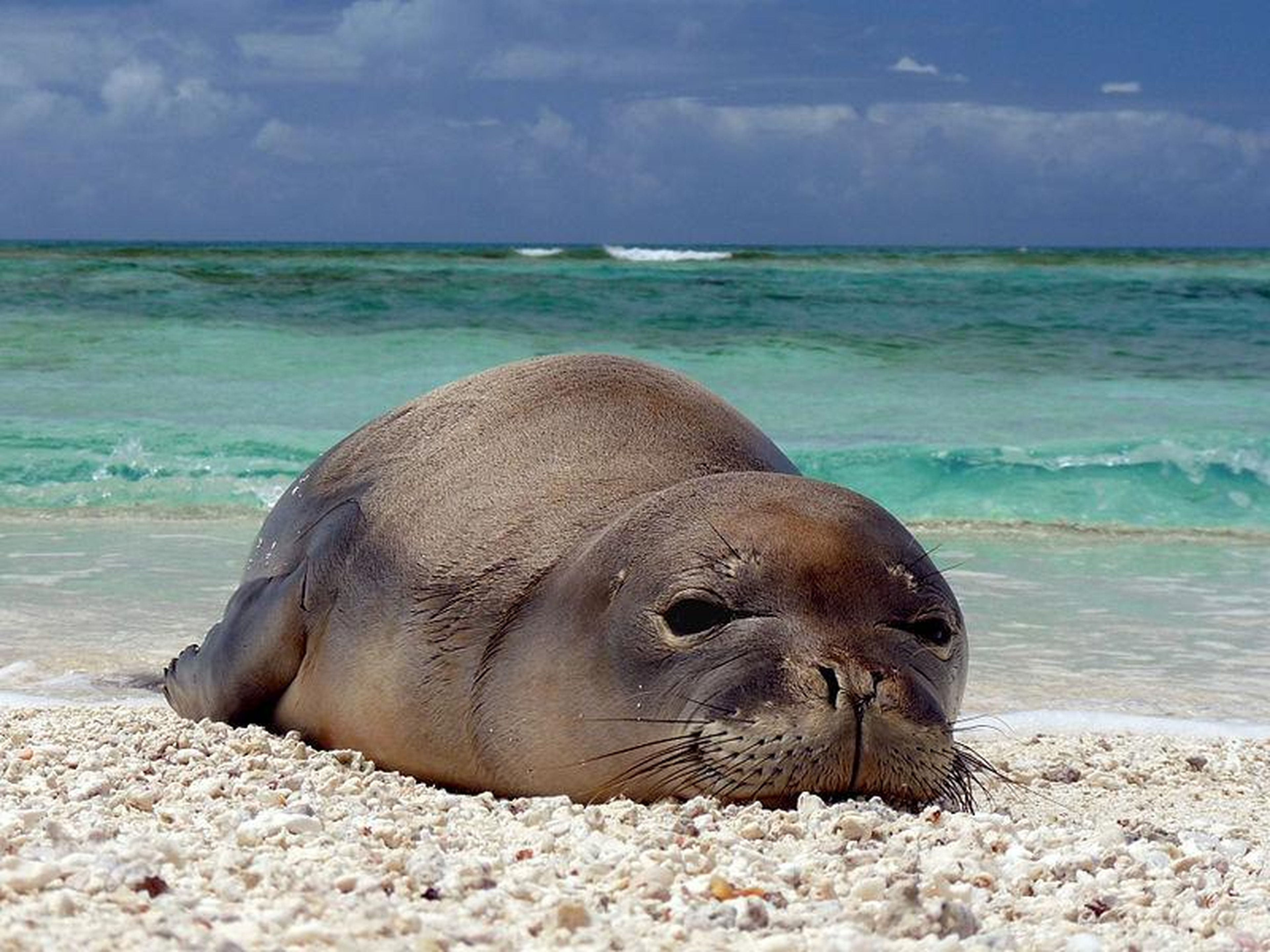 Hawaiian Monk Seal populations are declining.