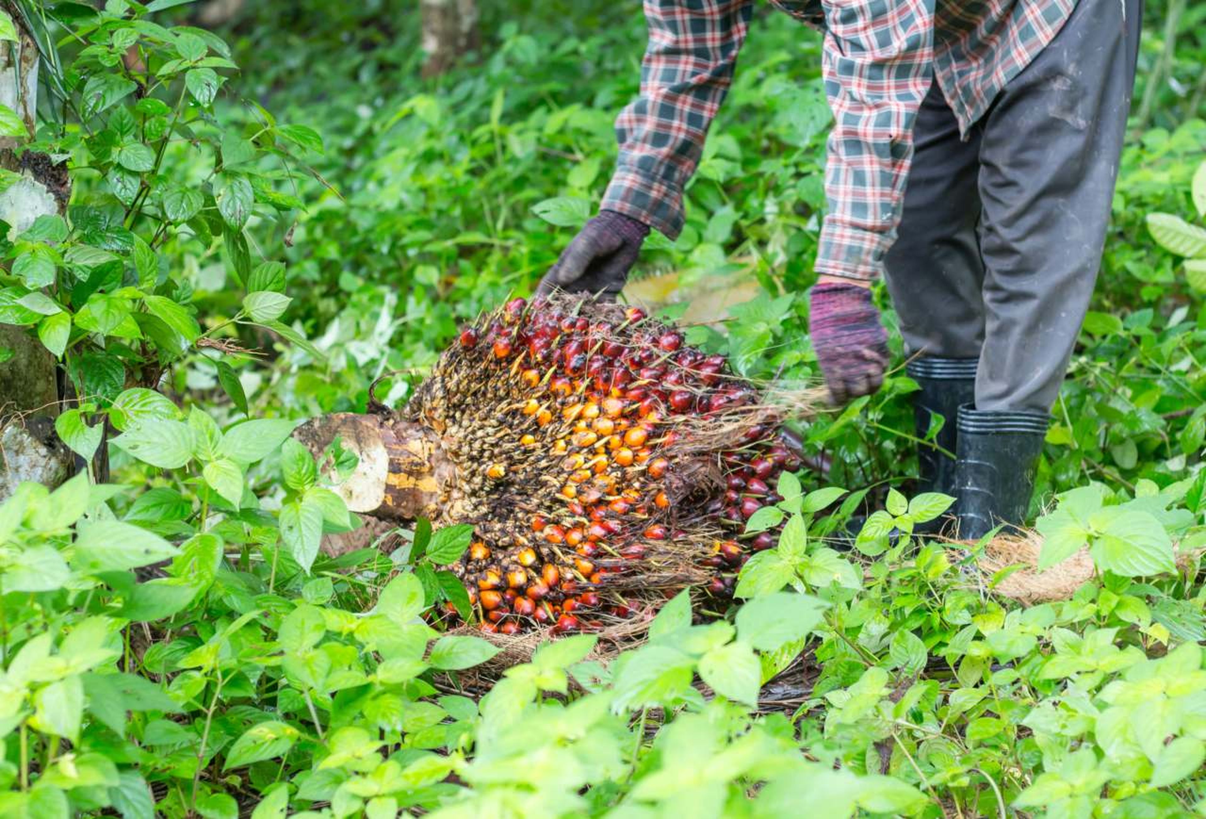 Un trabajador recoge el fruto de la palma aceitera