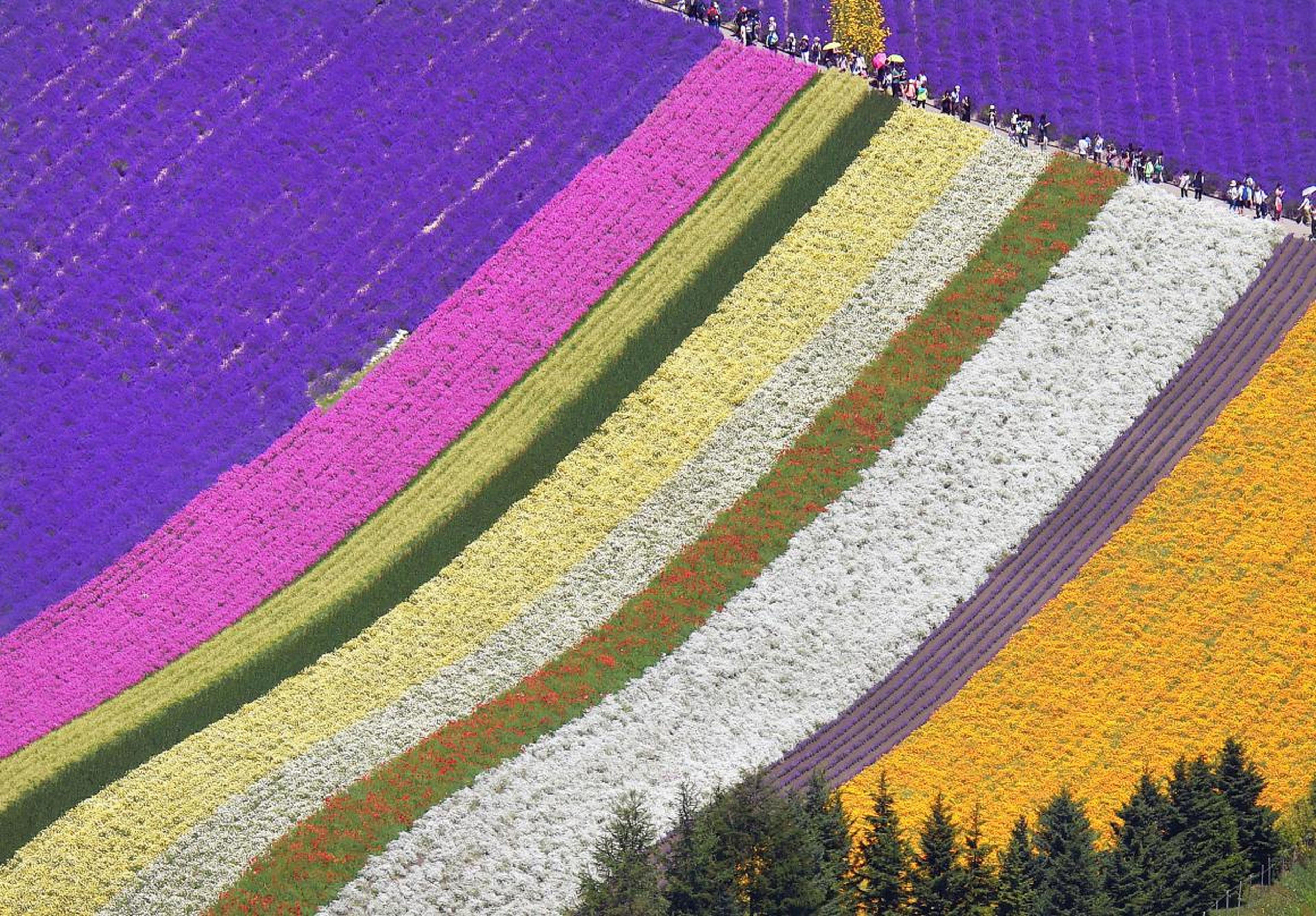And Farm Tomita is home to 13 different flower gardens.
