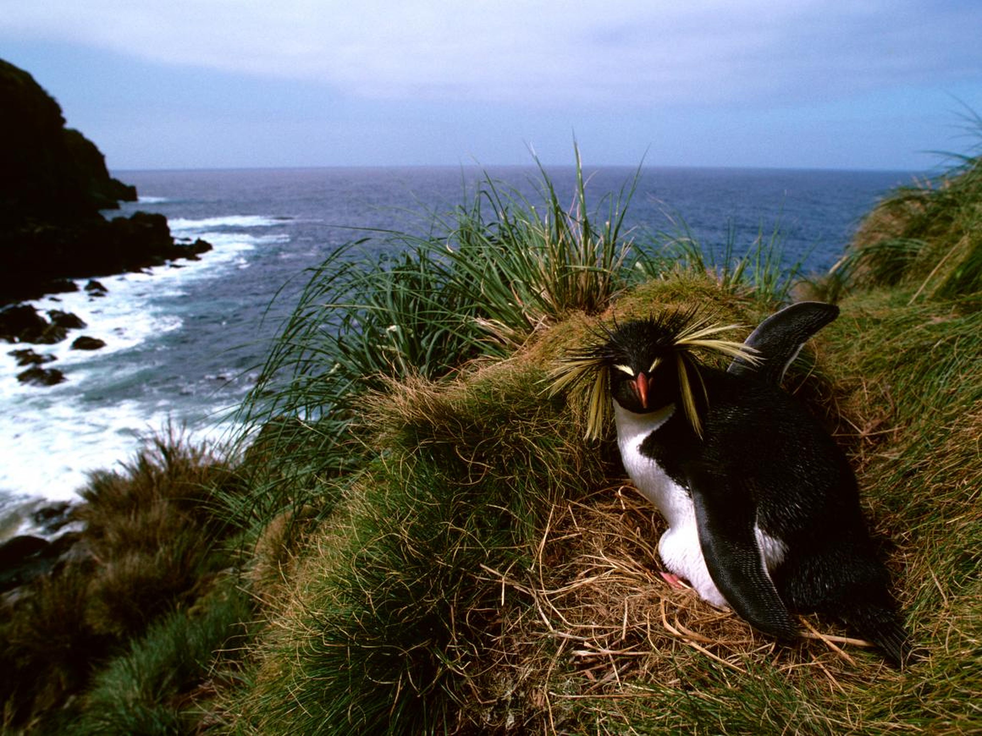 Animal life includes rare bird breeds and rockhopper penguins.