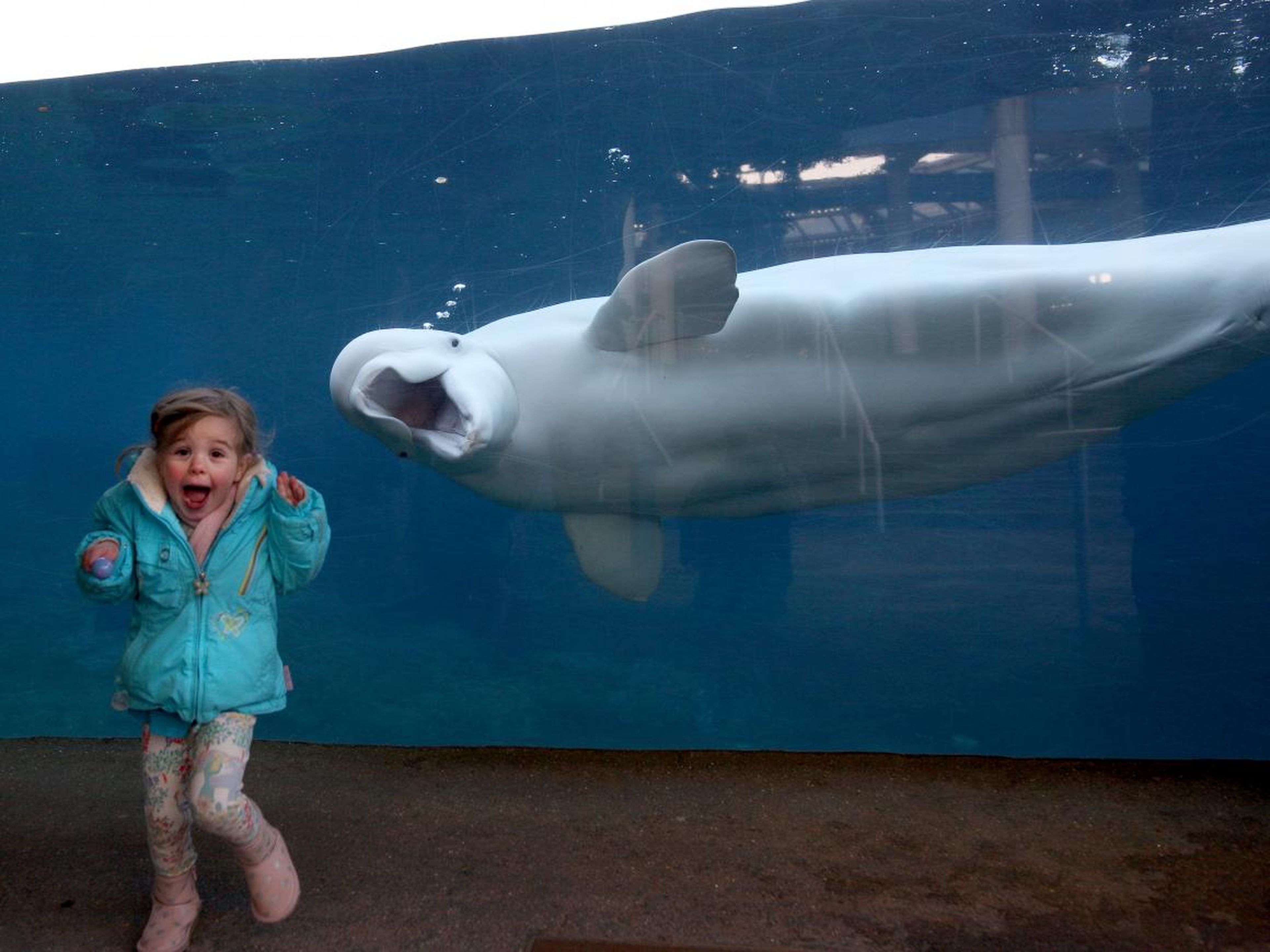 This beluga whale is camera-ready.