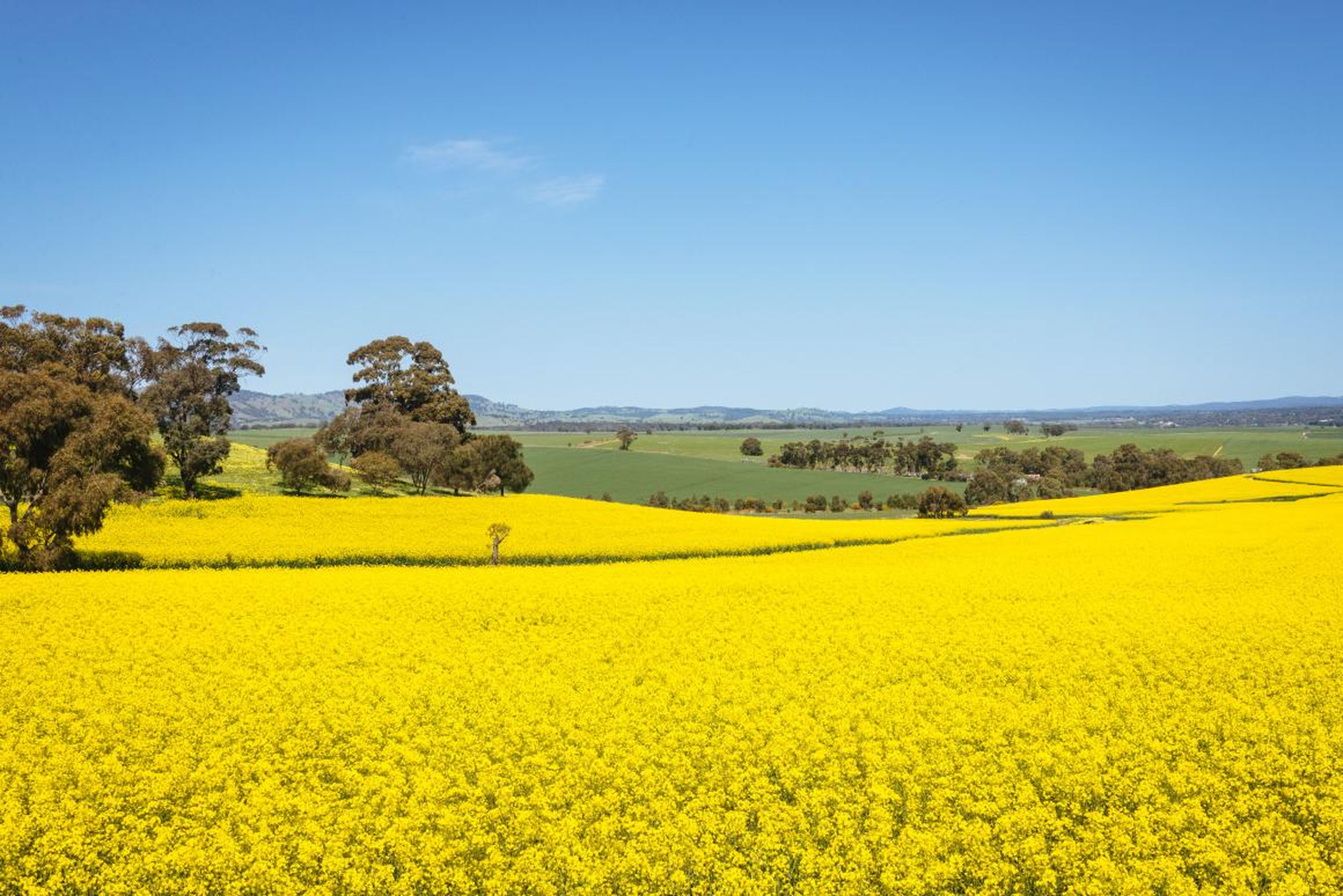 Los cultivos están principalmente en la región central y meridional de Nueva Gales del Sur.