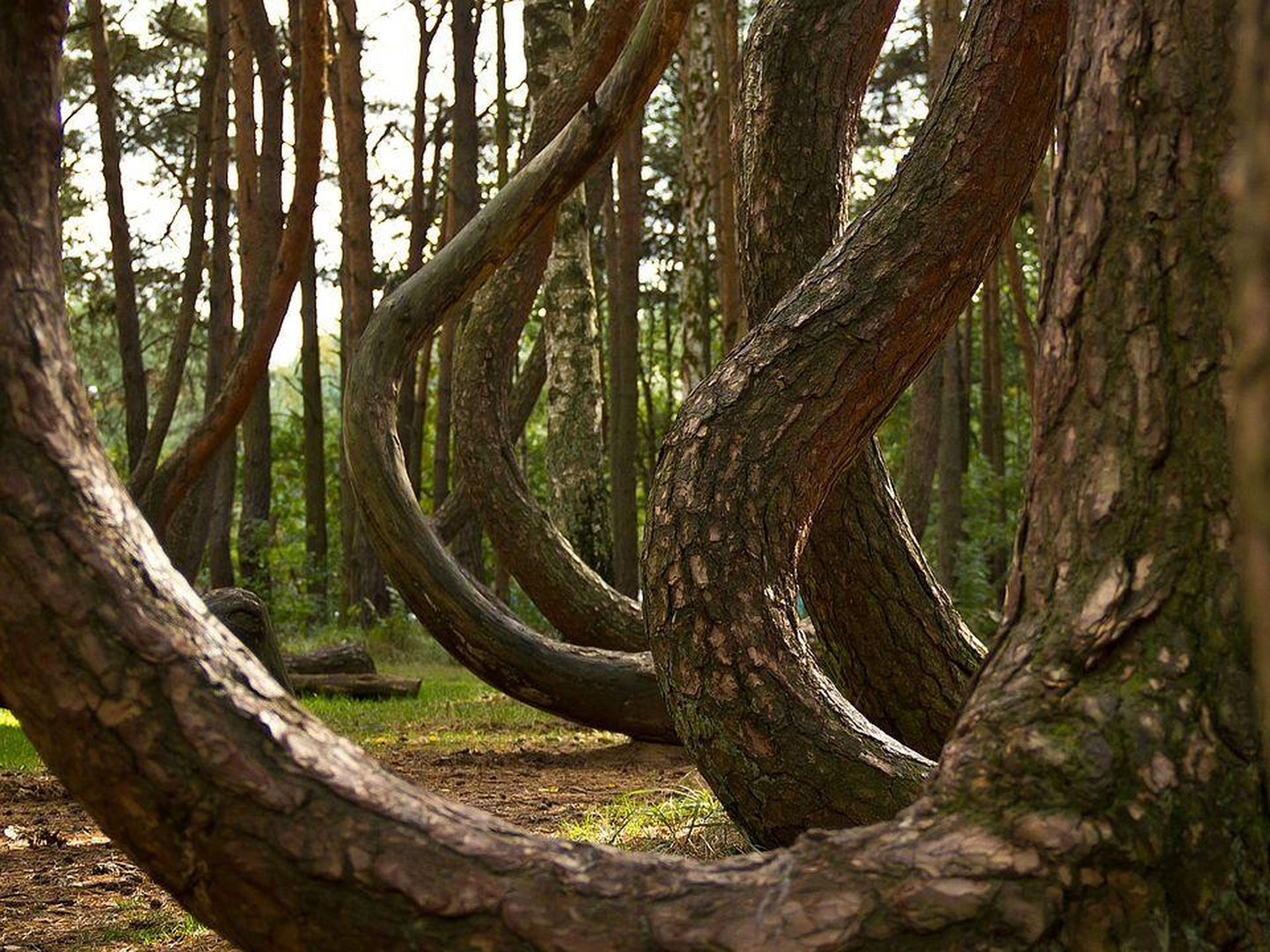 El bosque torcido en Polonia.