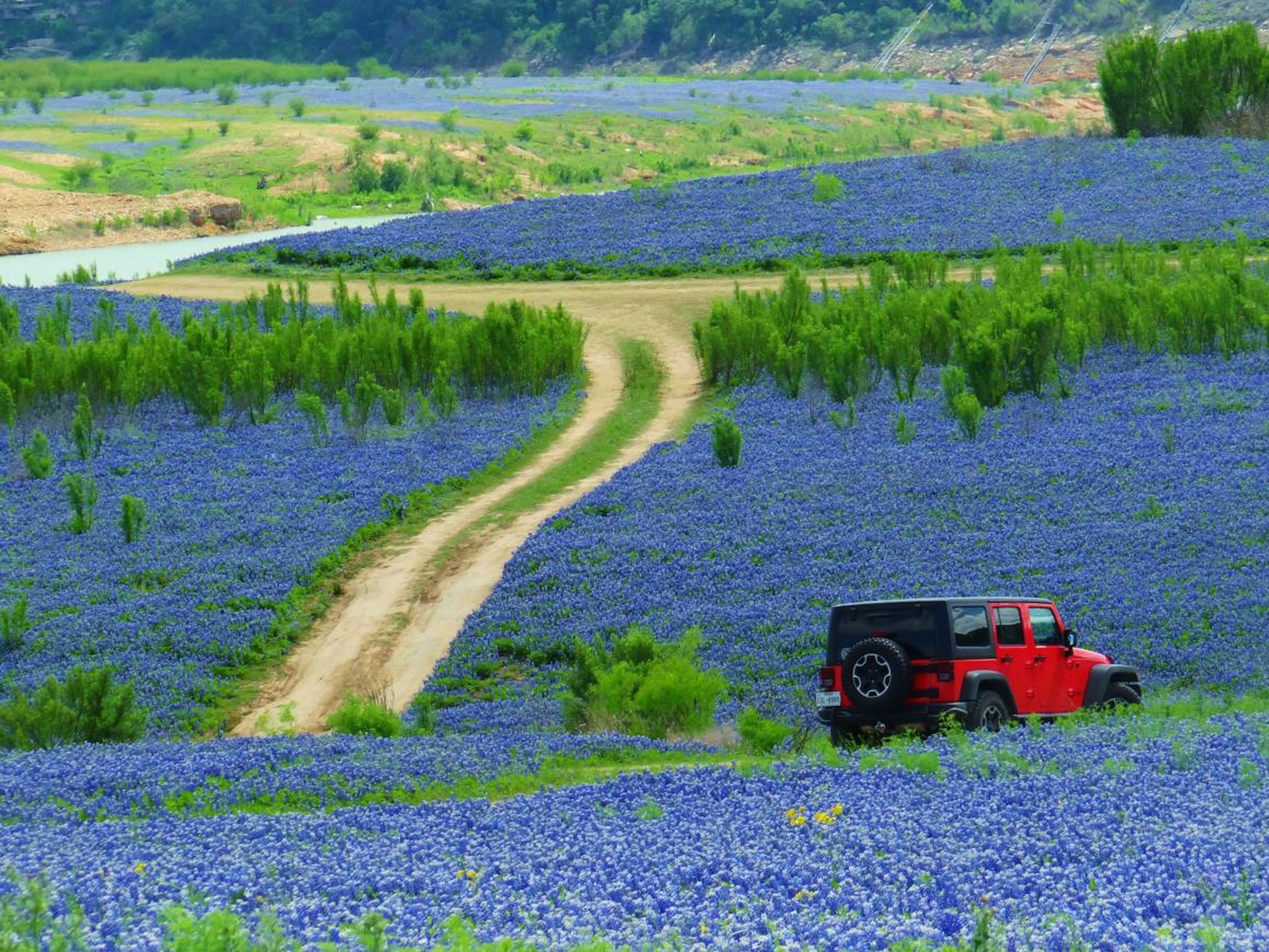 En primavera los locales pueden conducir rodeados de campos de flores bluebonnet.