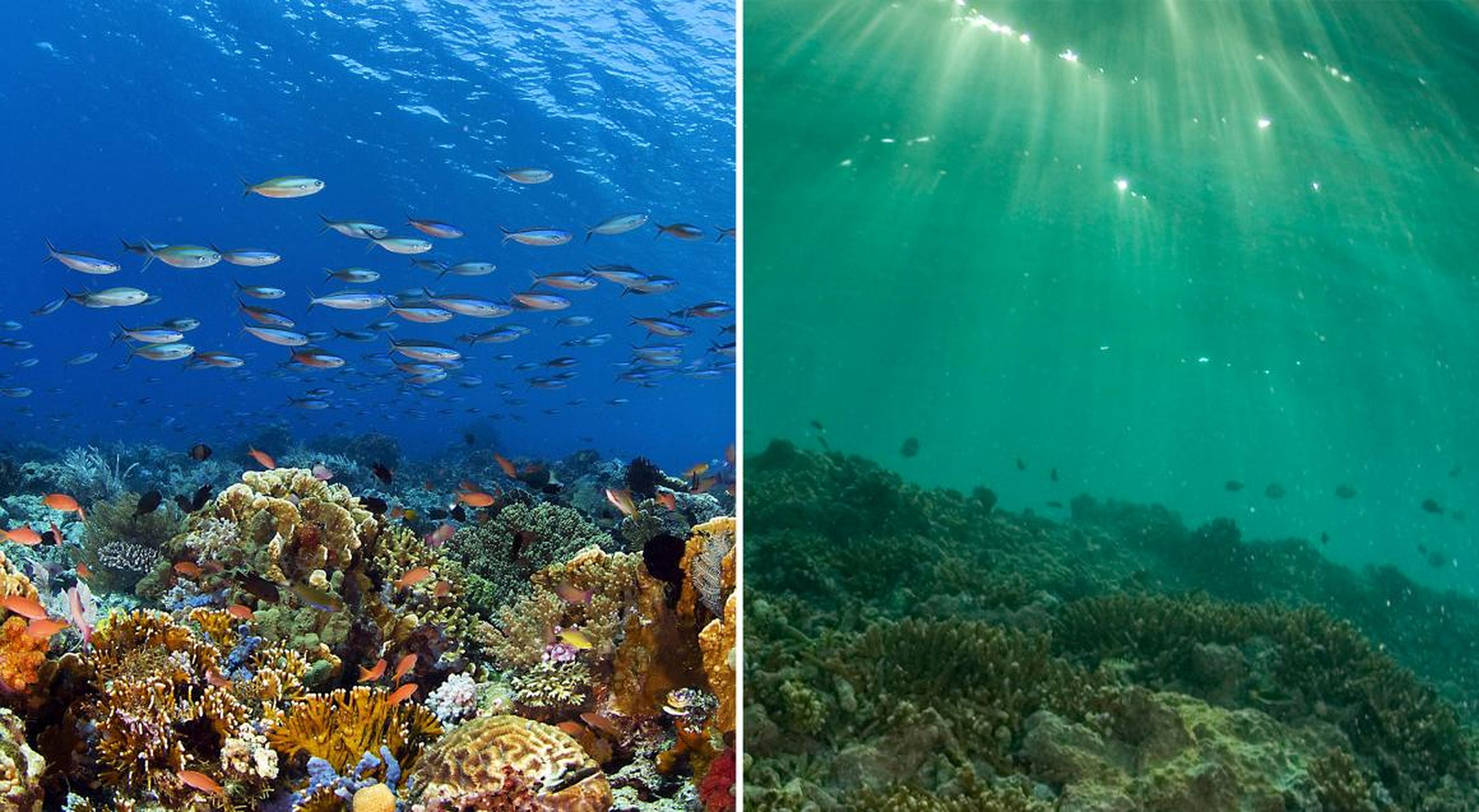 La salud de los arrecifes de coral ha sido un duro golpe en los últimos años.
