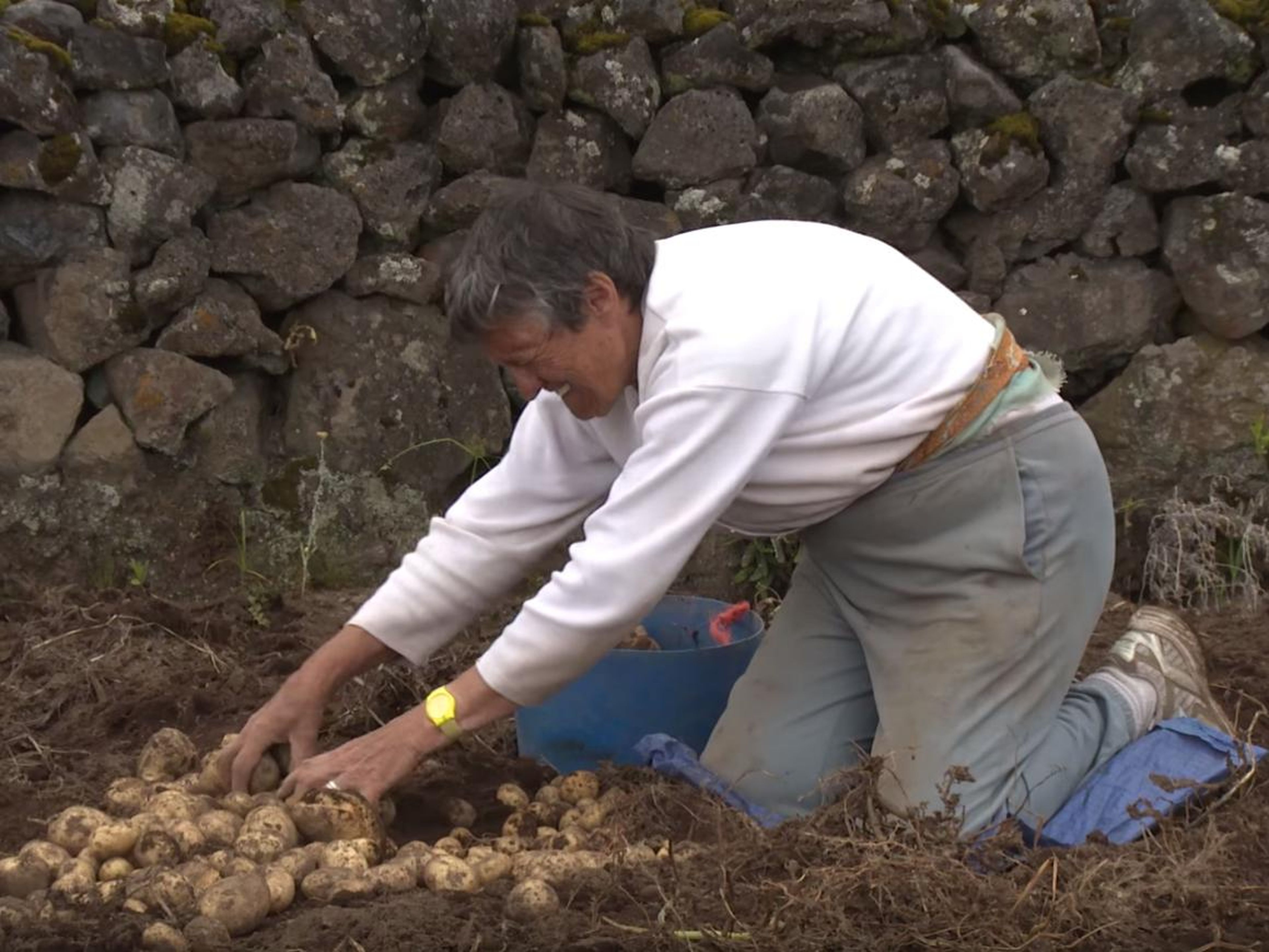 The farming part of life in Tristan allows islanders to grow their own food without having to import.