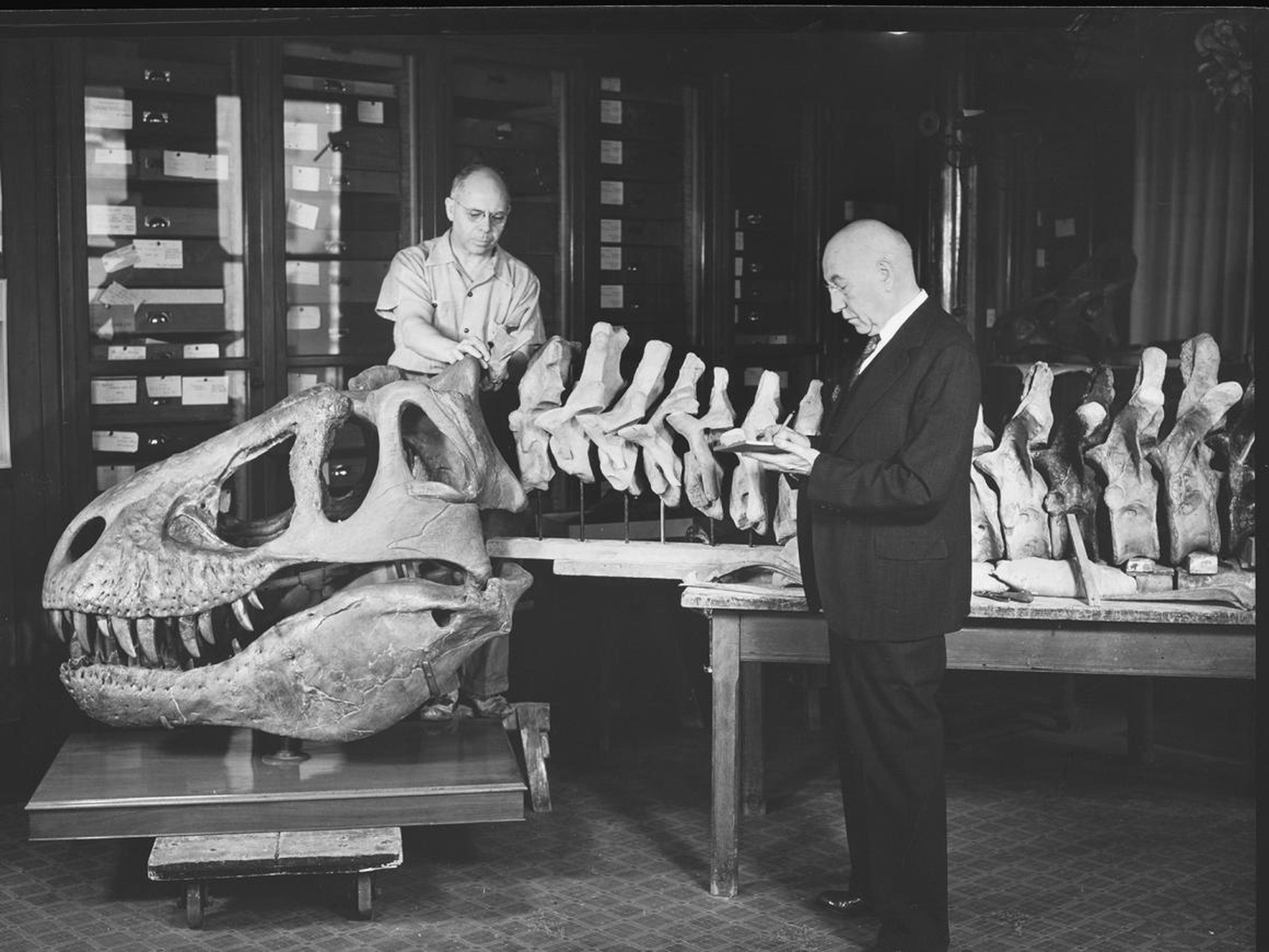 The first T. rex skeleton was discovered in 1902 by Barnum Brown, a paleontologist with the AMNH.