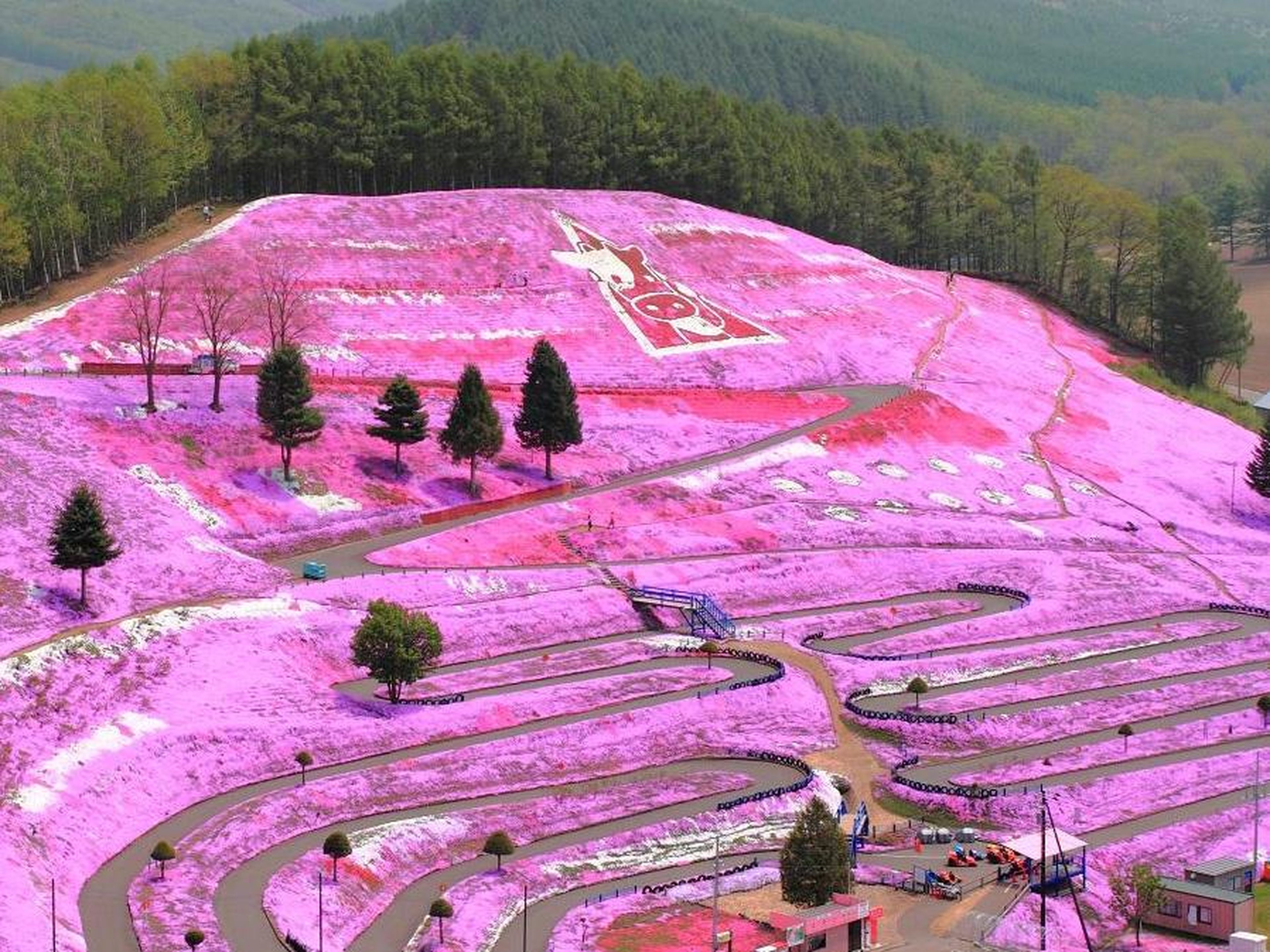 De lejos este parque en Hokkaido parece que está cubierto de pintura rosa.
