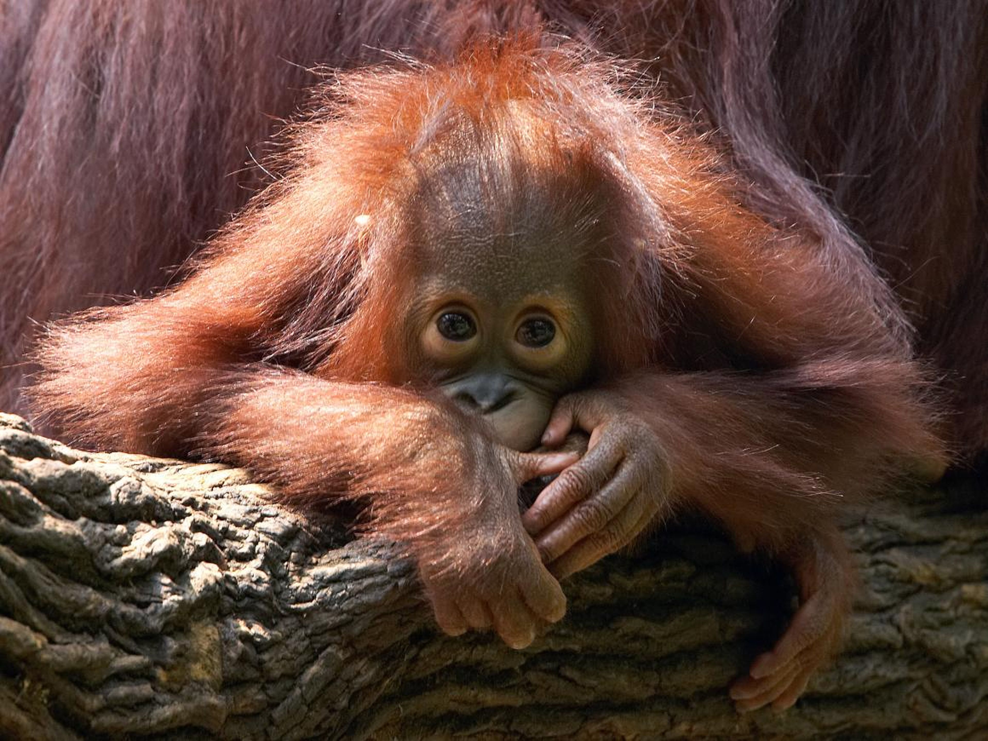 Bornean orangutans are one of the world's top 10 endangered species.