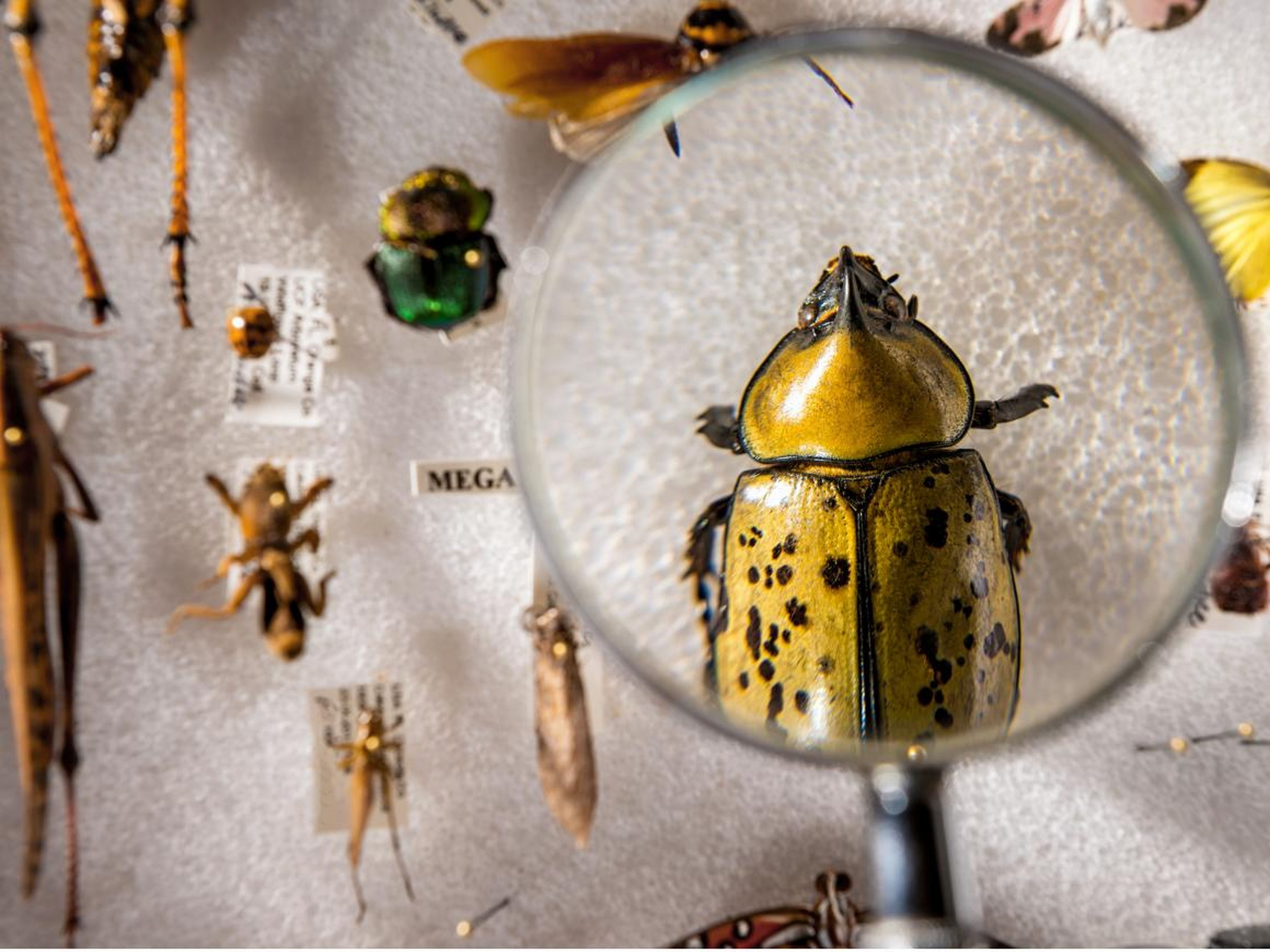 Insects are going extinct eight times as fast as mammals, birds, and reptiles.