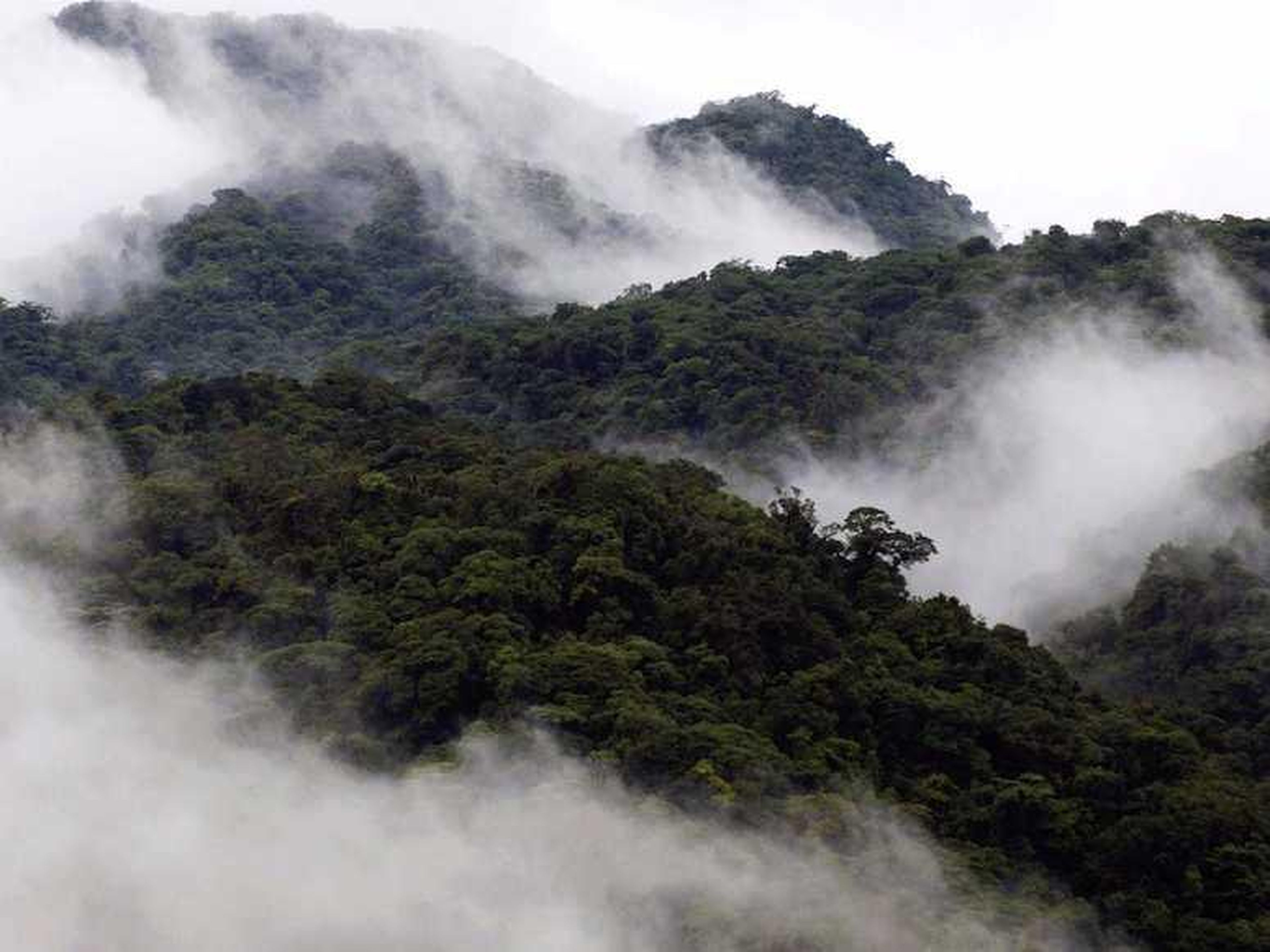 Una niebla parecida a una nube le da nombre al Bosque Nuboso de Monteverde.