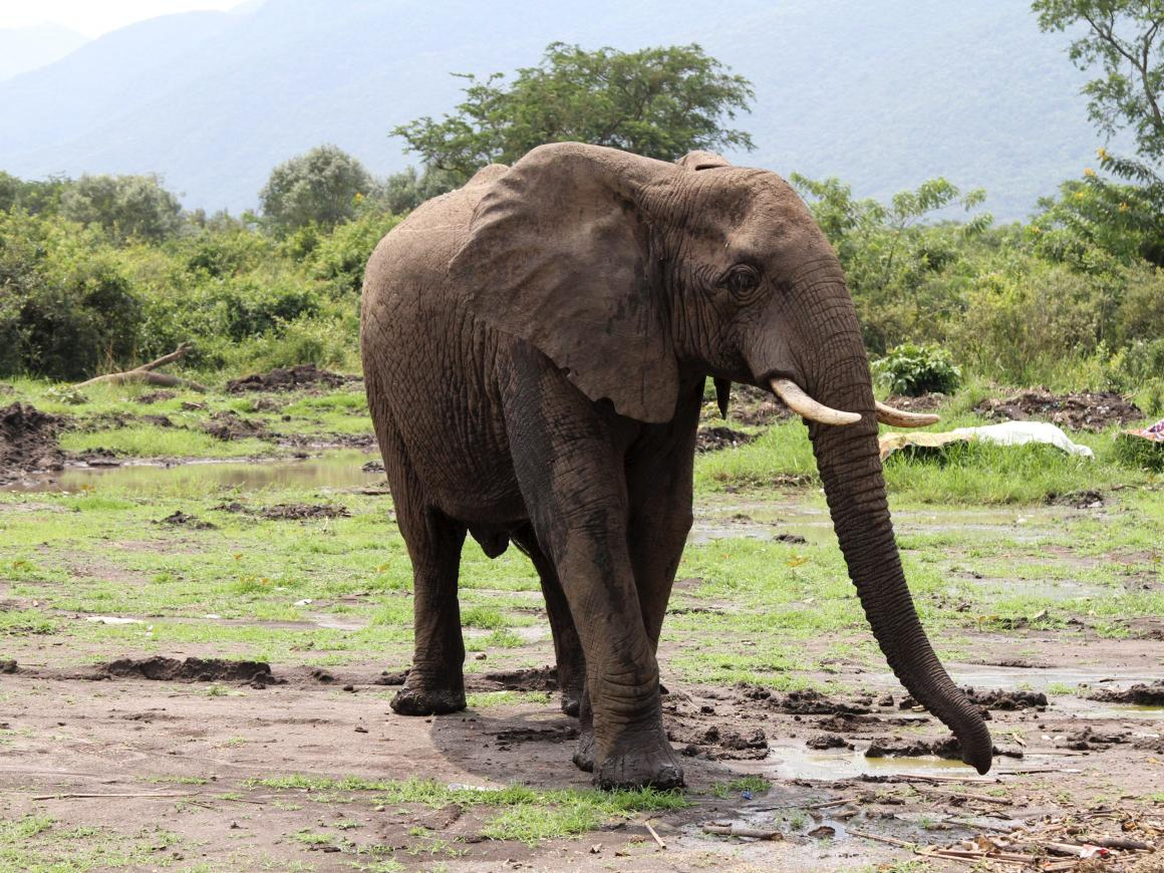 African elephants like this one are frequent victims of poaching and are vulnerable to extinction.