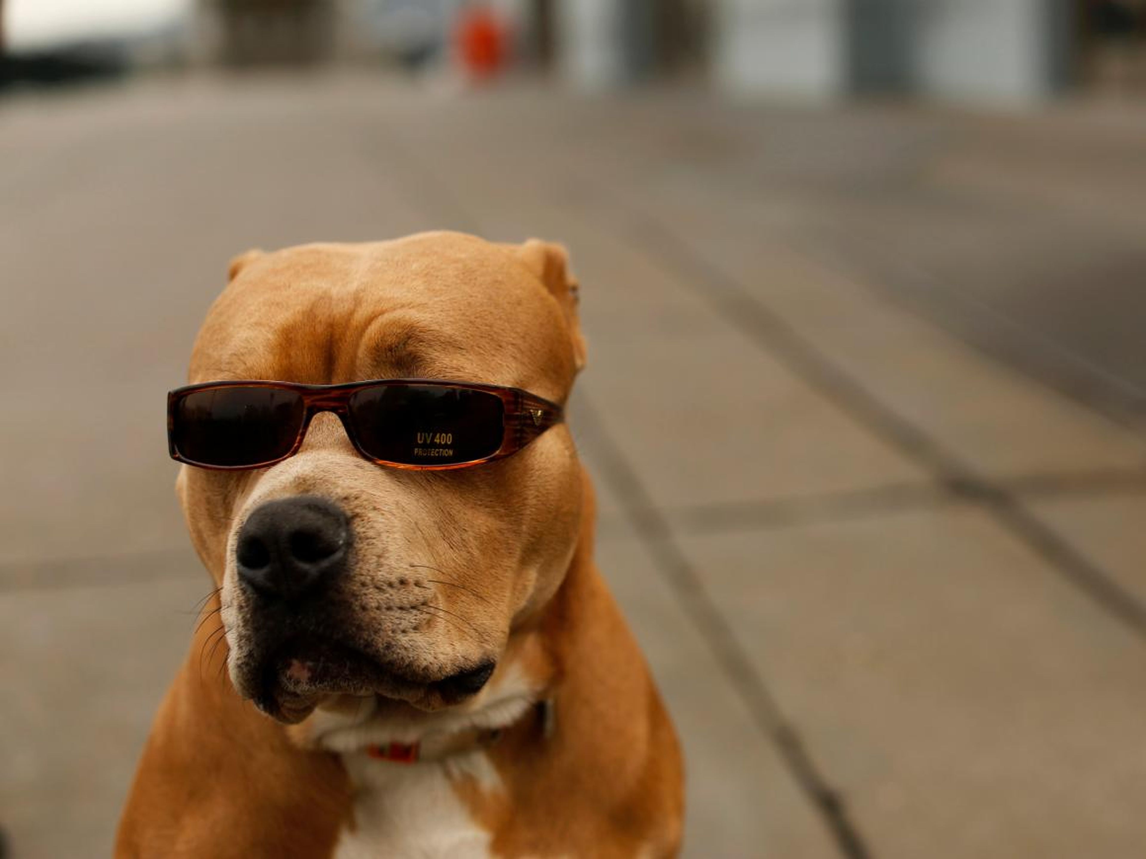 Un perro llamado OJ luce gafas de Sol mientras camina en el Embarcadero con su dueño en San Francisco.