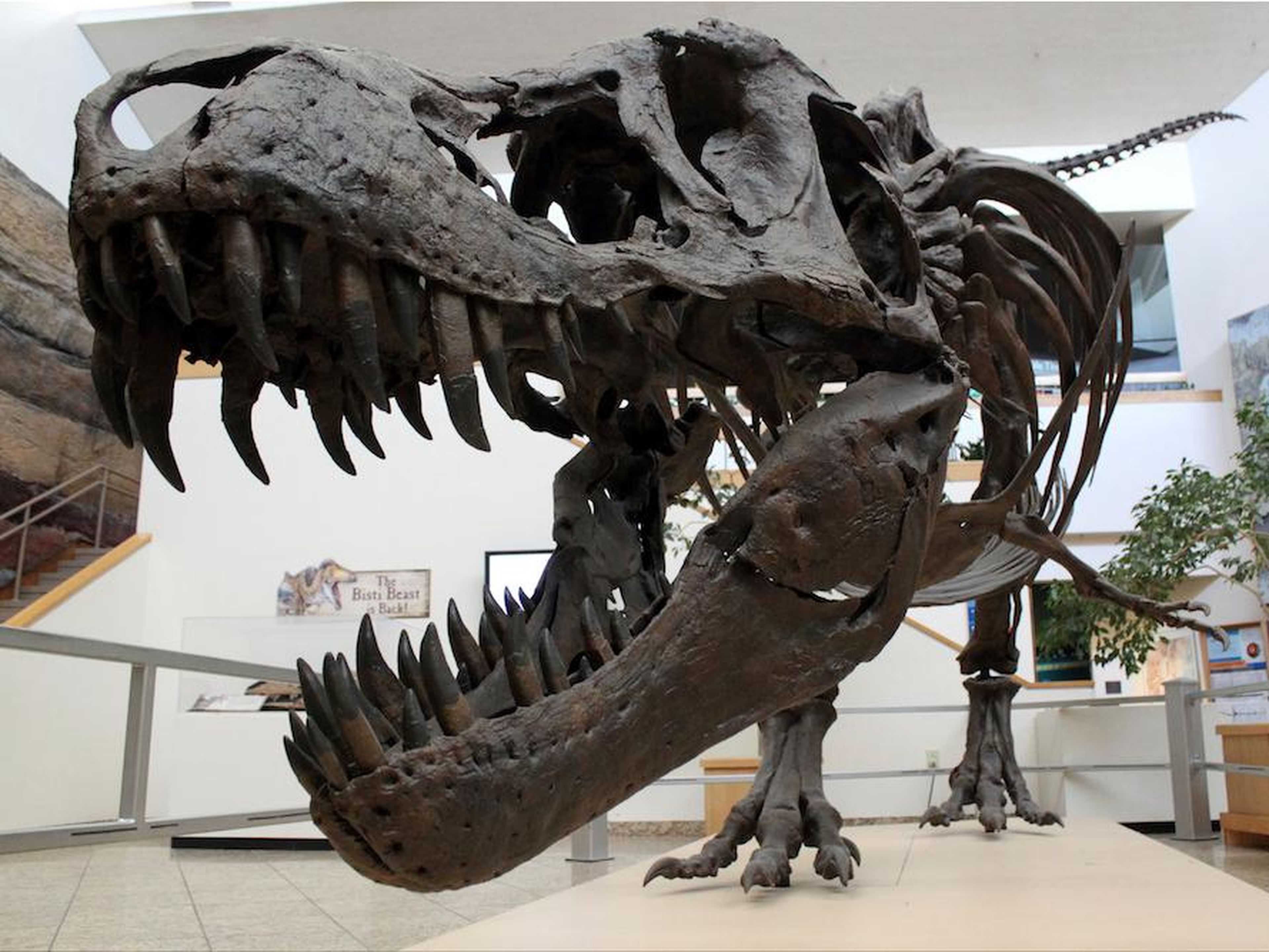 One of the biggest differences between the museum's depiction of T. rex and the images in popular culture is that the real animal appears to be much svelter.