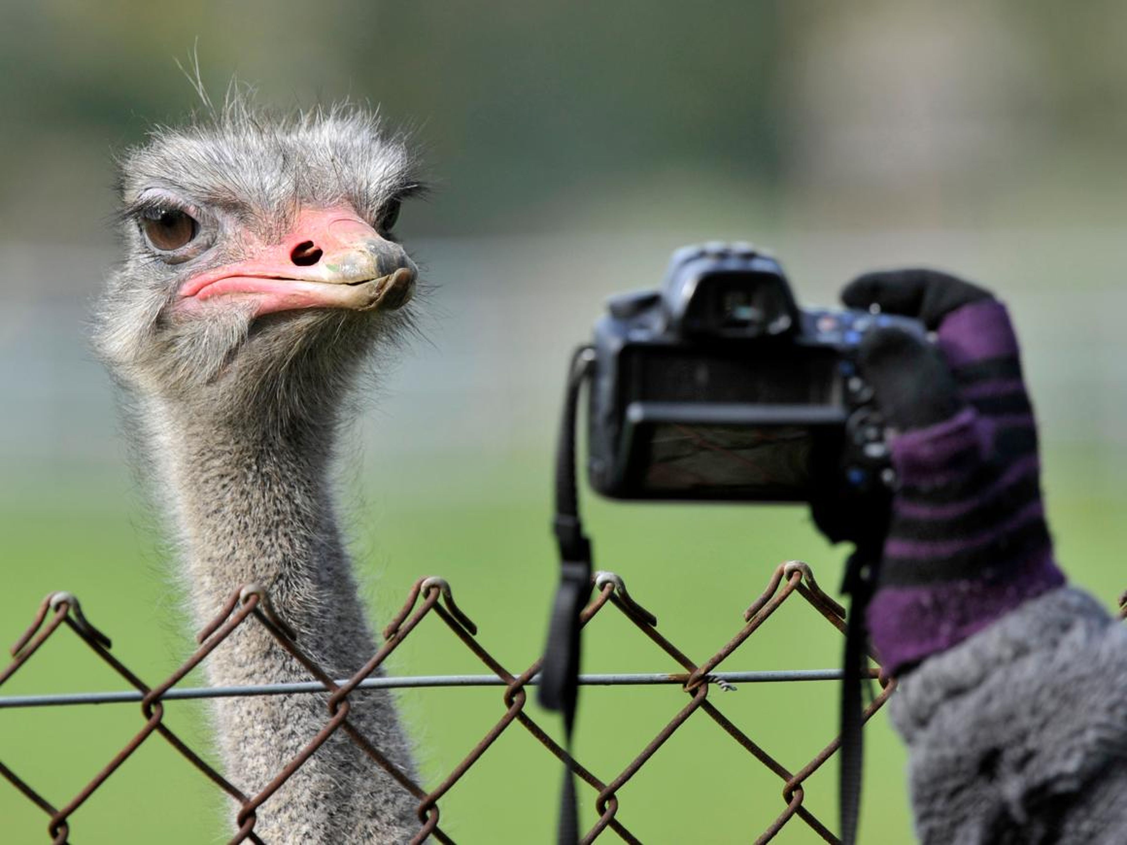 This ostrich is ready for his close-up.