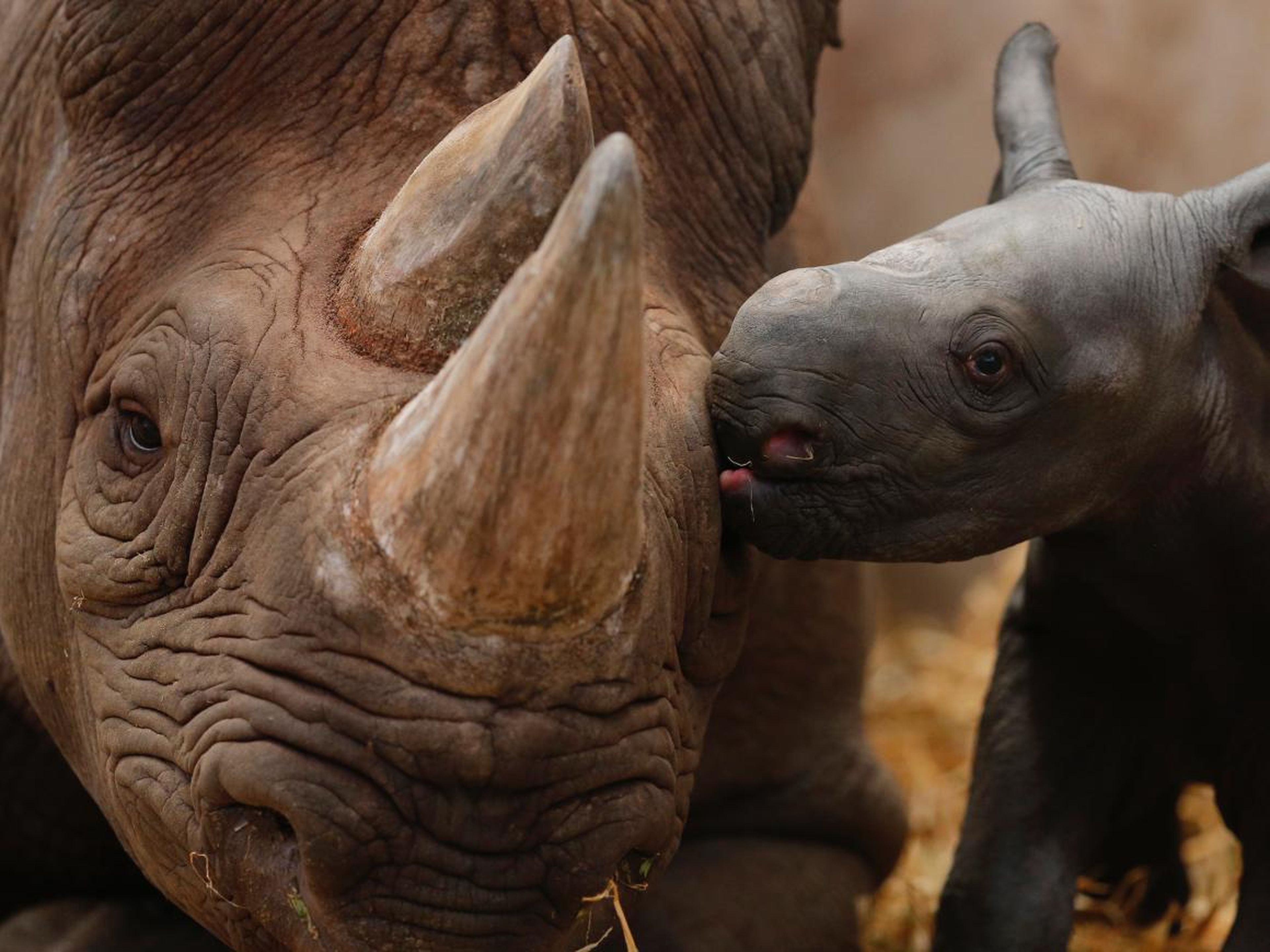 Ema Elsa, a 9-year-old Black Rhino, is nuzzled by her newborn calf in their enclosure at Chester Zoo in Chester, northern England, October 5, 2012.