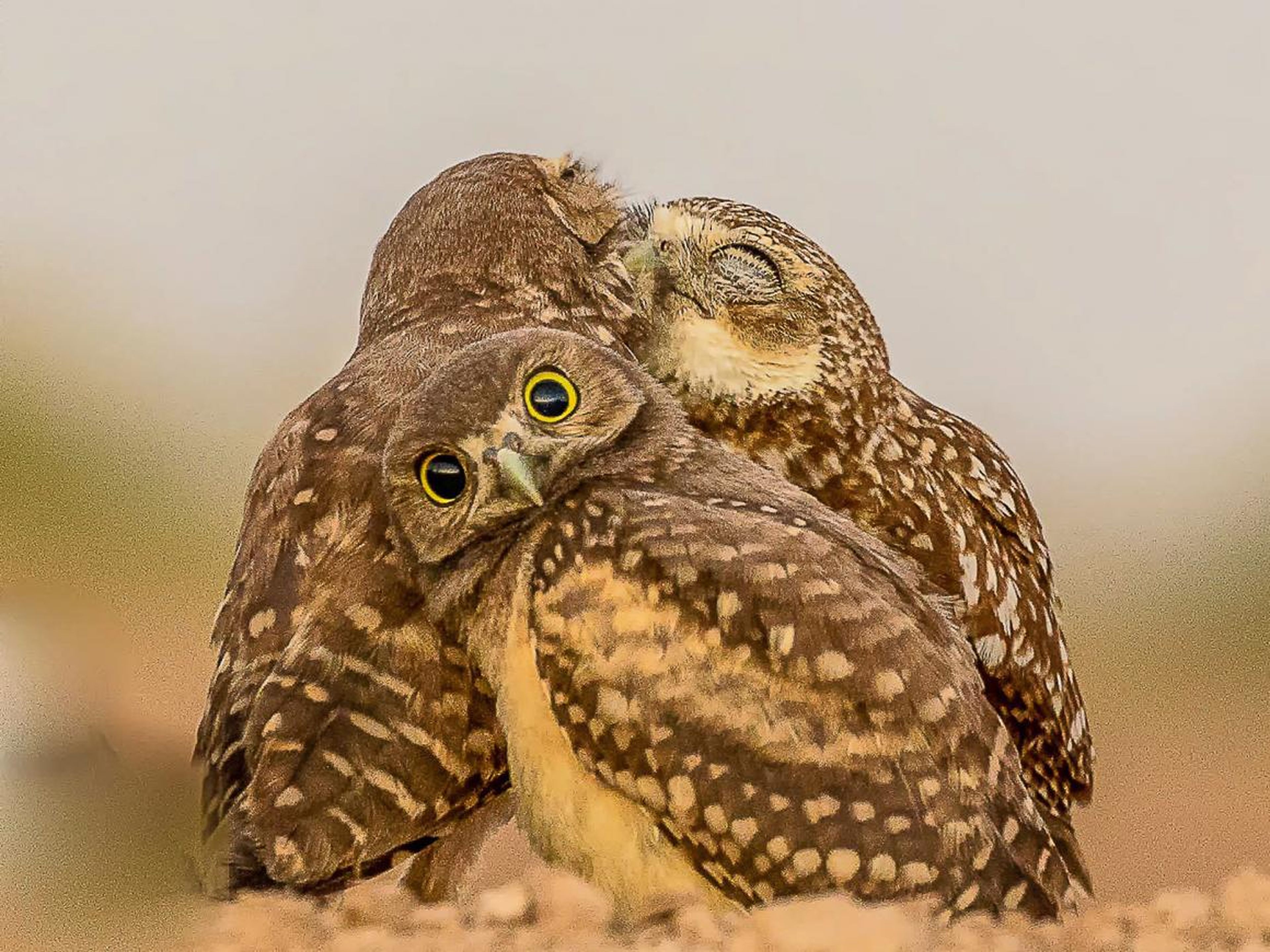 Owls also get grossed out by their friends' PDA.