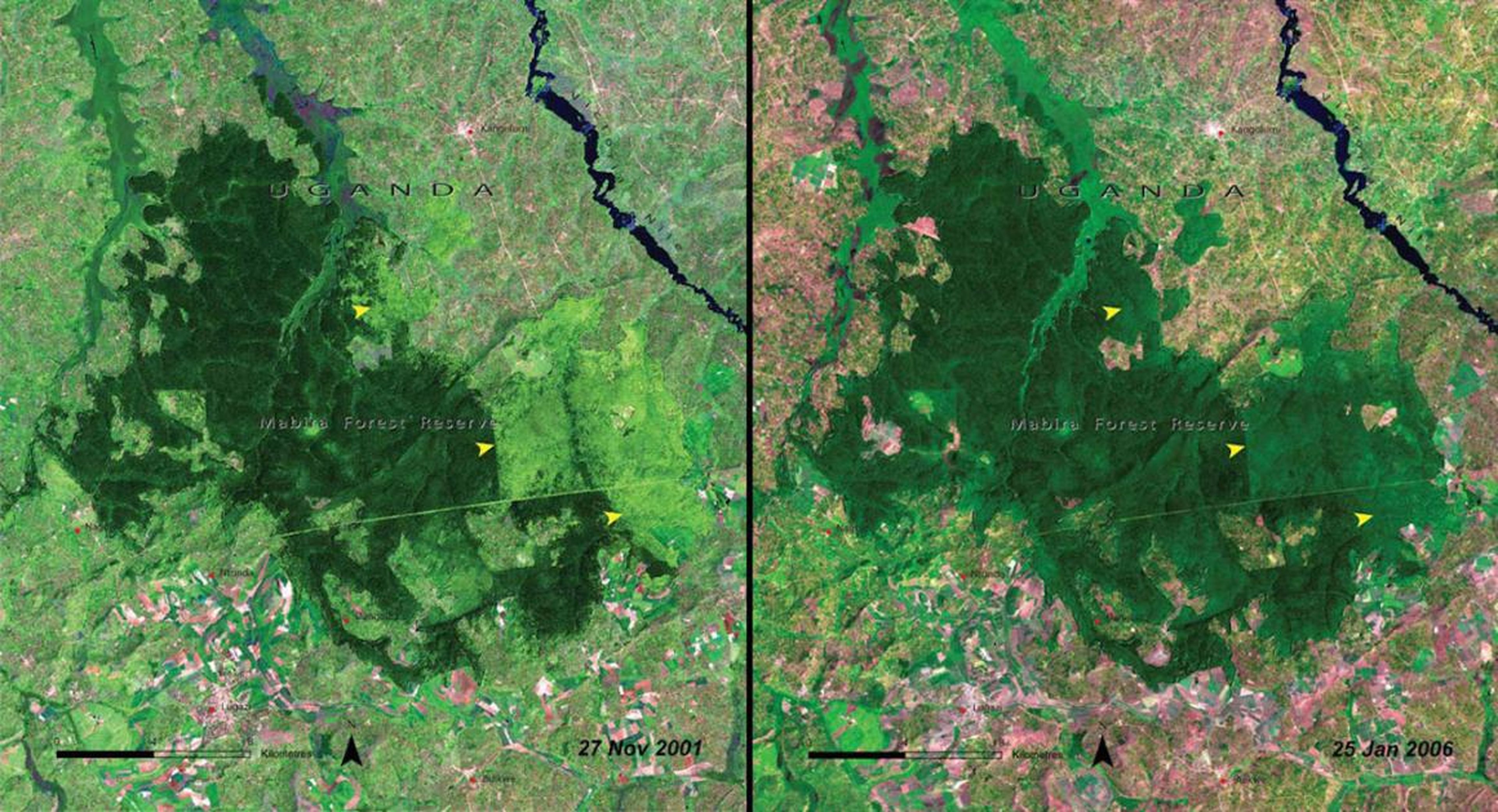 This pair of images shows how Mabira Forest in Uganda changed over just five years, from 2001 (left) to 2006 (right).