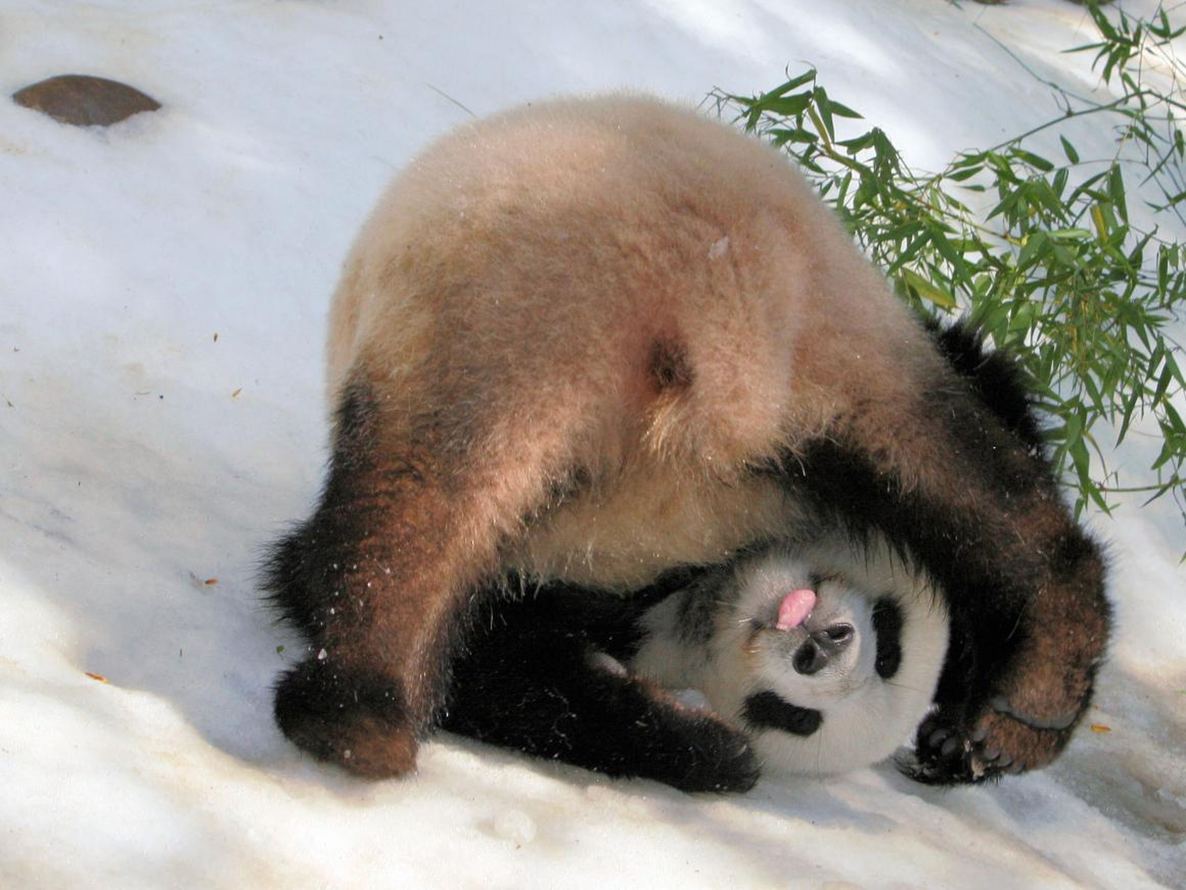 El joven Panda Su Lin se lanza a la nieve en el zoológico de San Diego.