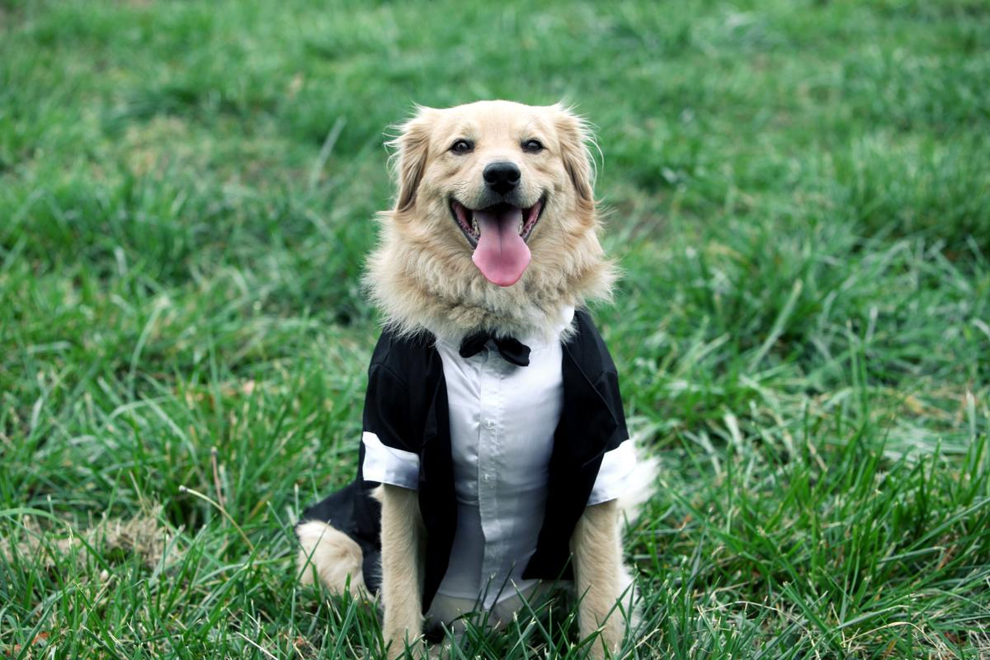 Un perro con traje