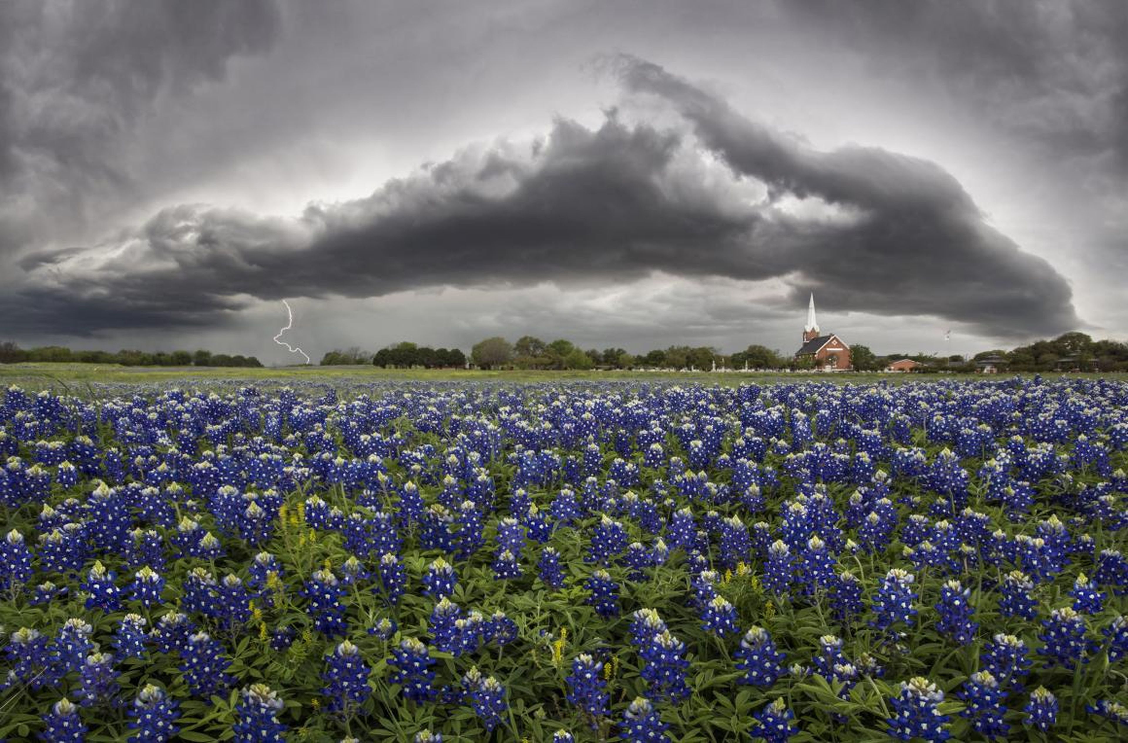 Incluso cuando se enfrenta al peor clima de Texas, los campos de bluebonnet destacan.