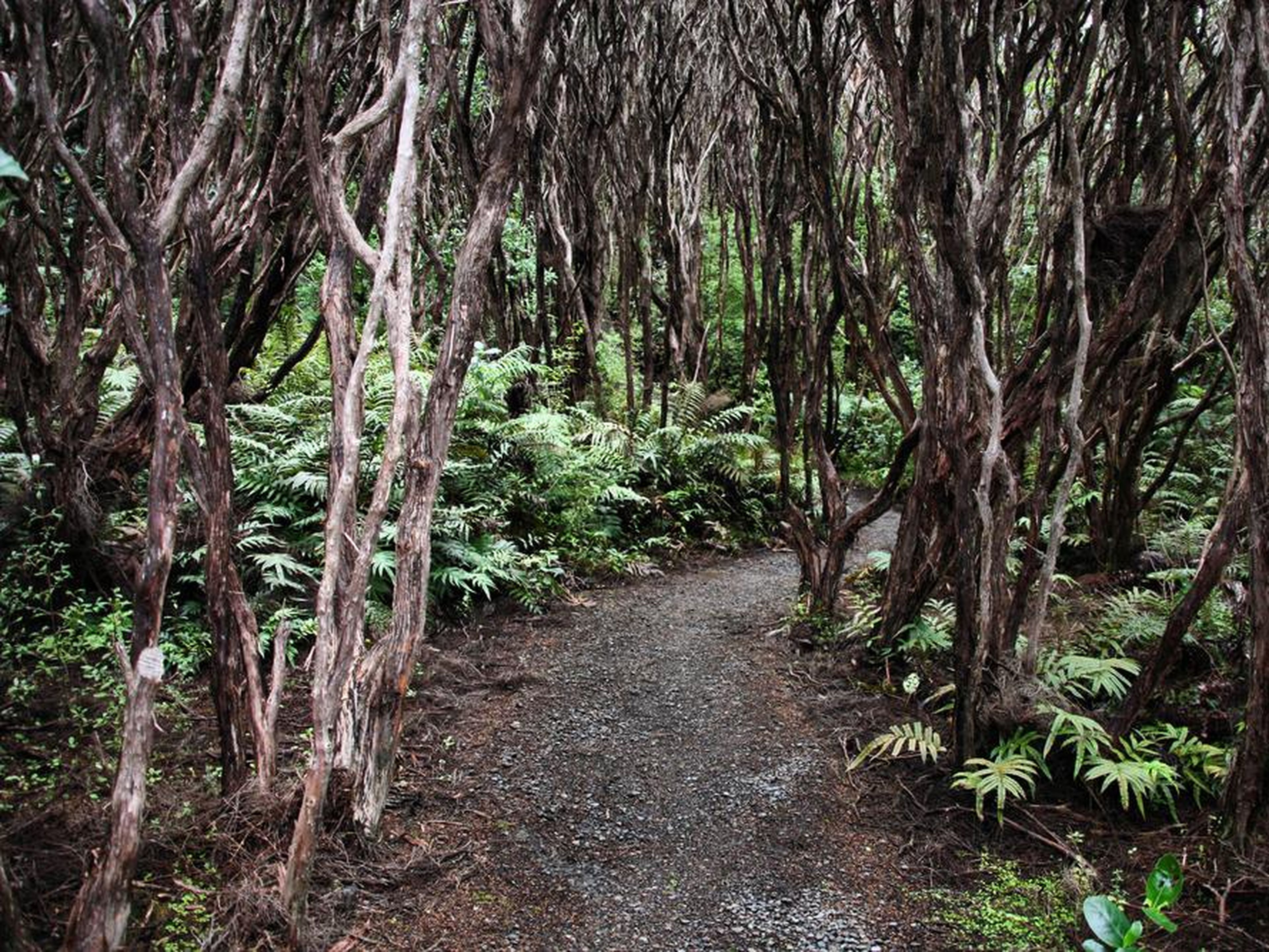Los árboles Rātā están definidos por hojas verde oscuro y troncos retorcidos.