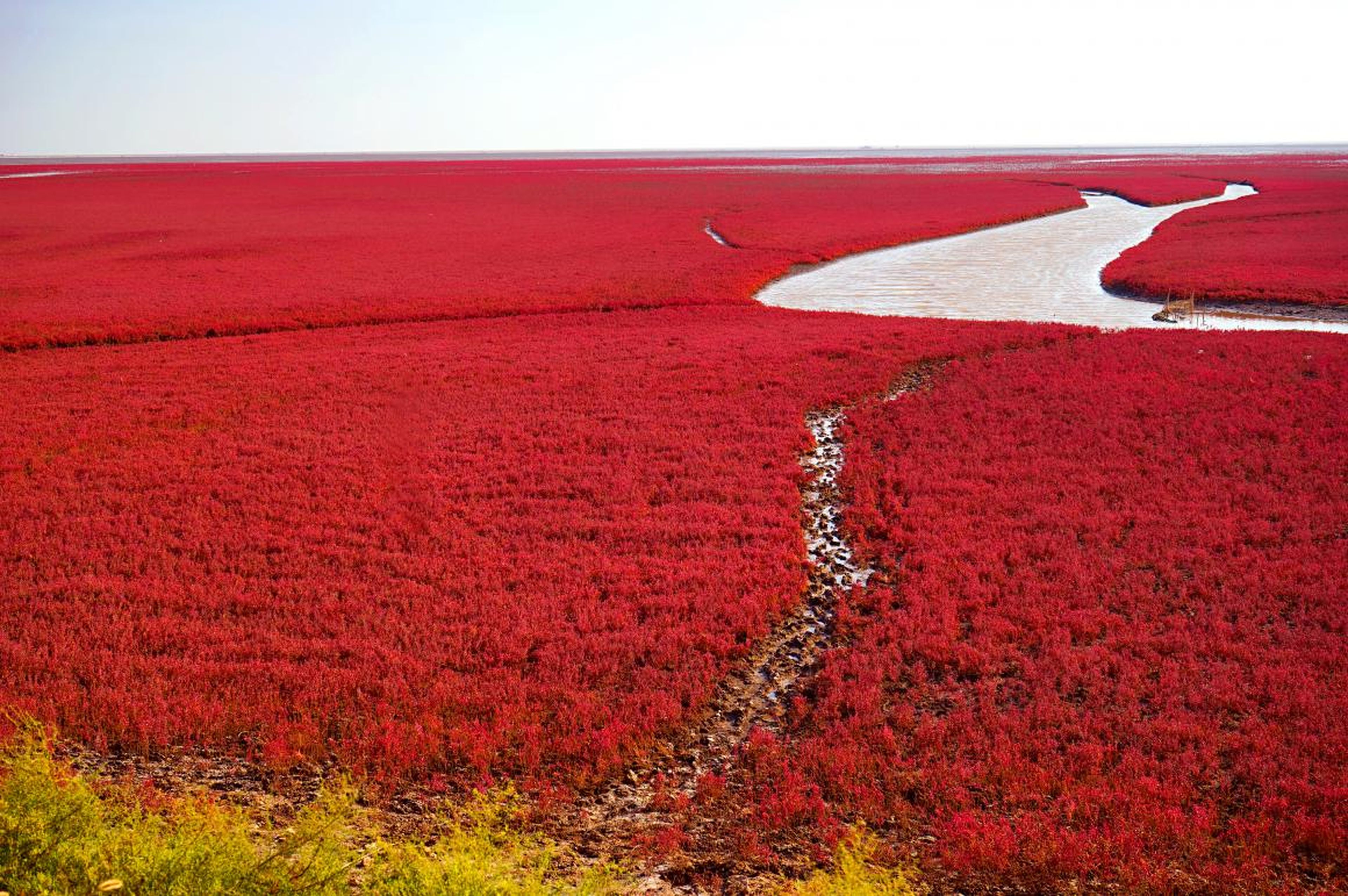 La Playa Roja está ubicada en la provincia de Lioning, China.