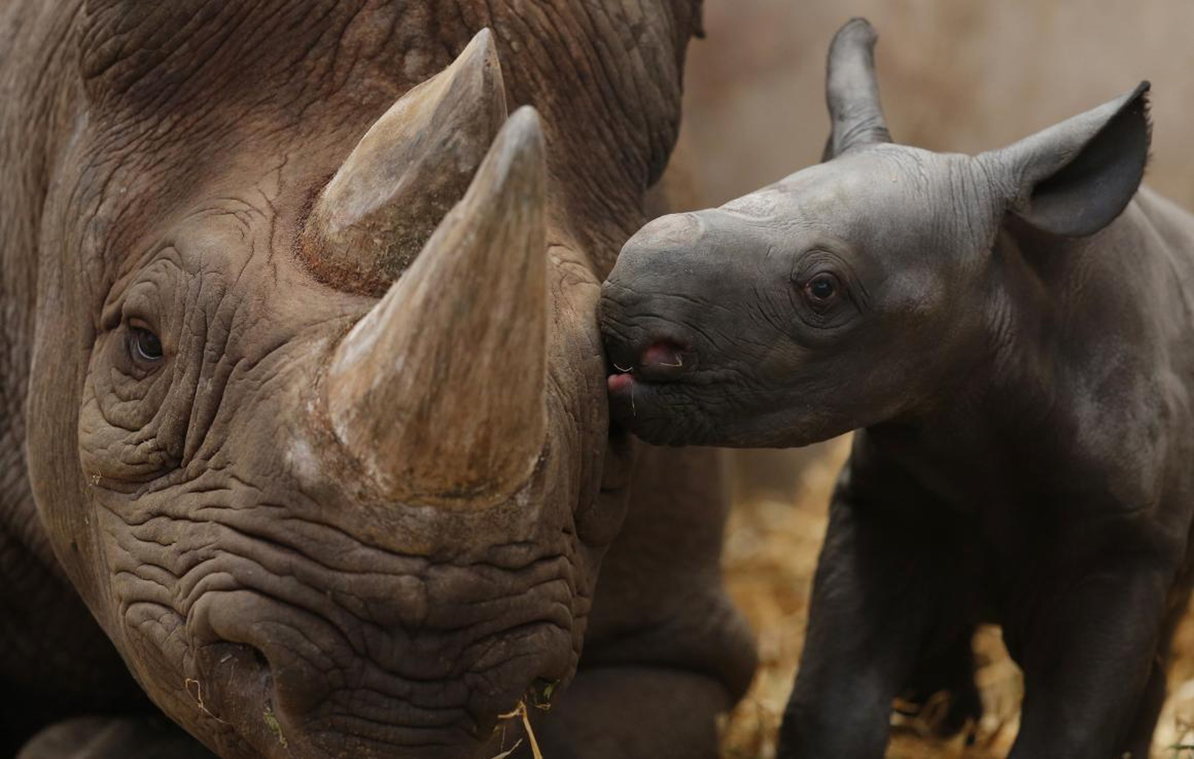 Black rhinos are critically endangered.