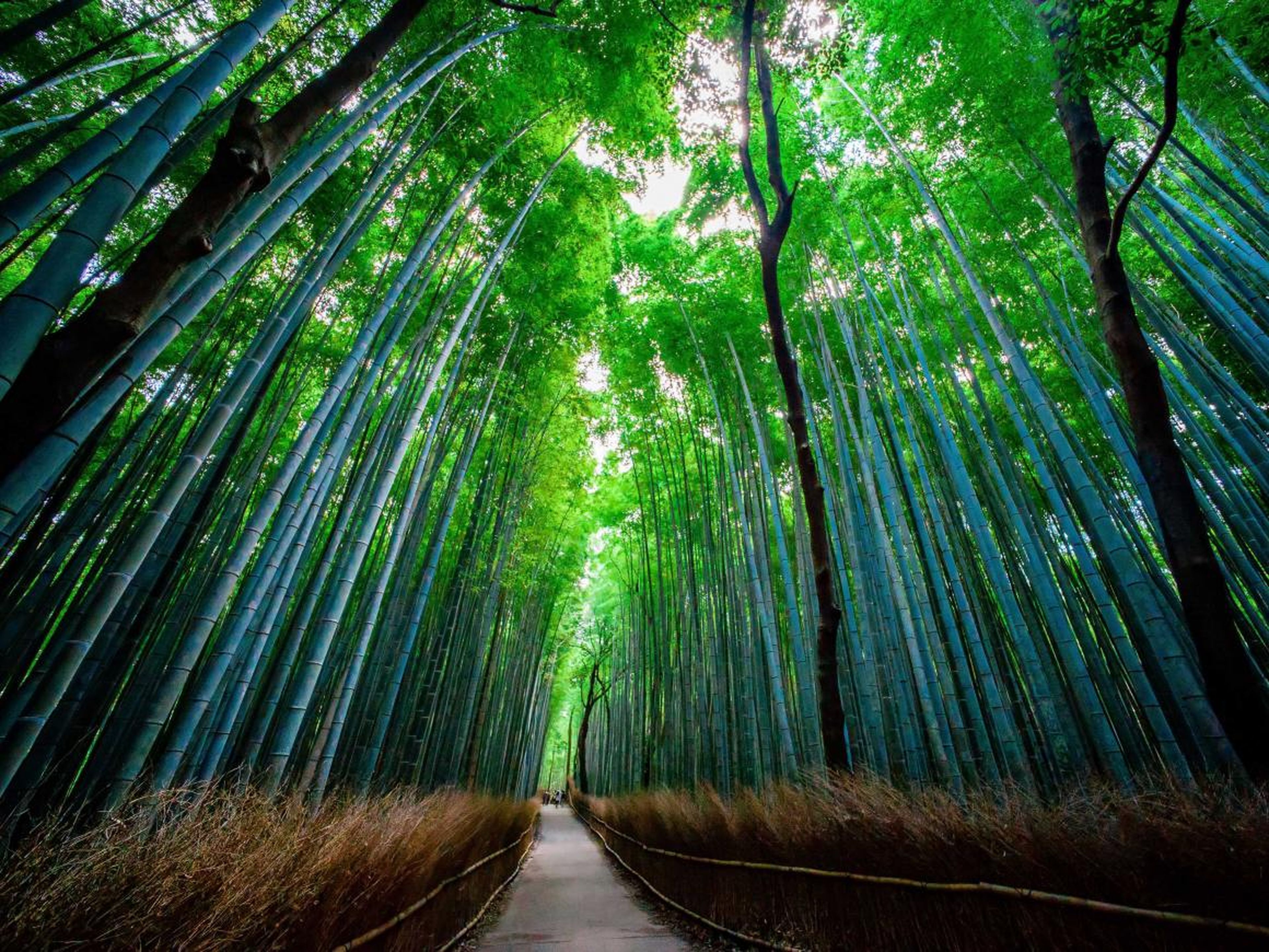 Tallos de bambú bañados por el sol en el bosque de bambú de Sagano, Kioto.