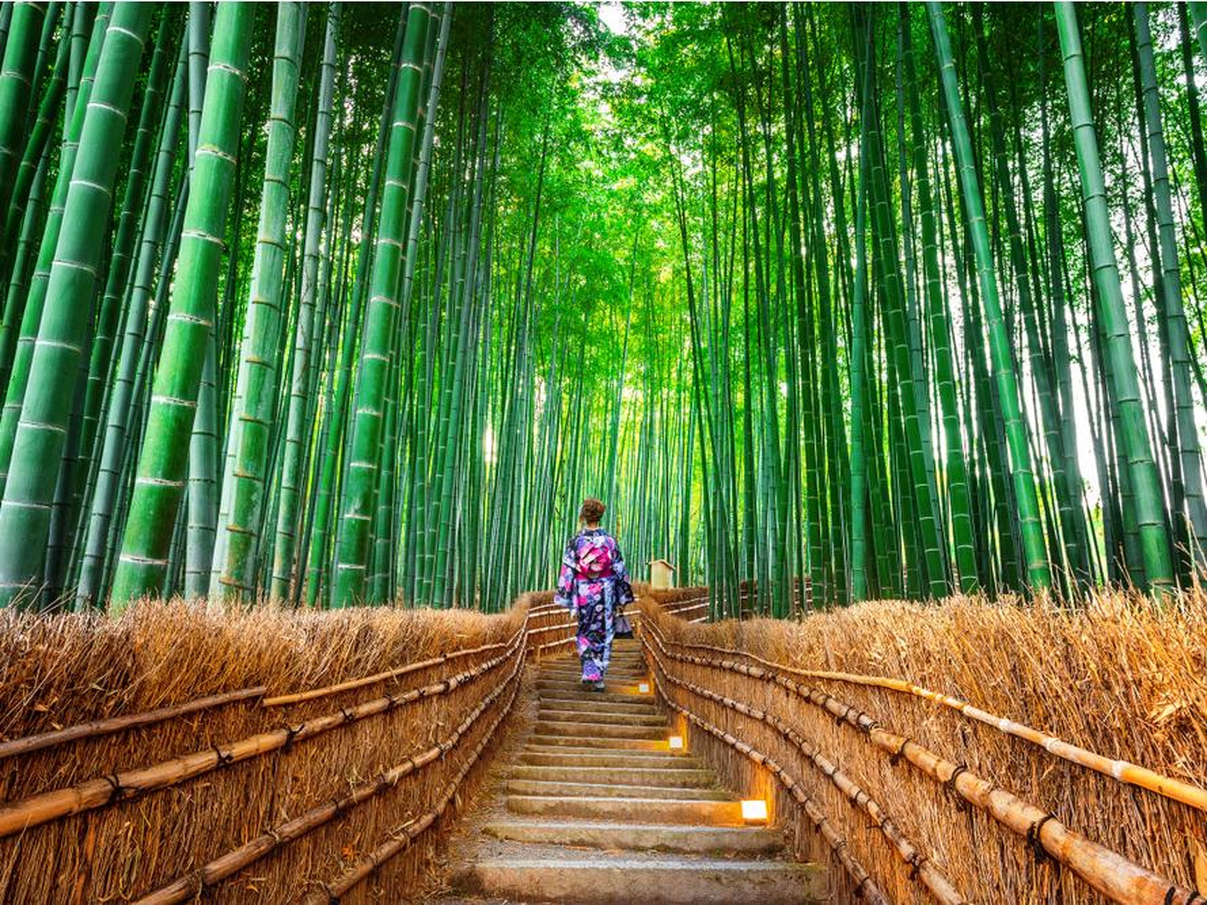 Bosque de bambú de Sagano, Kioto, Japón.