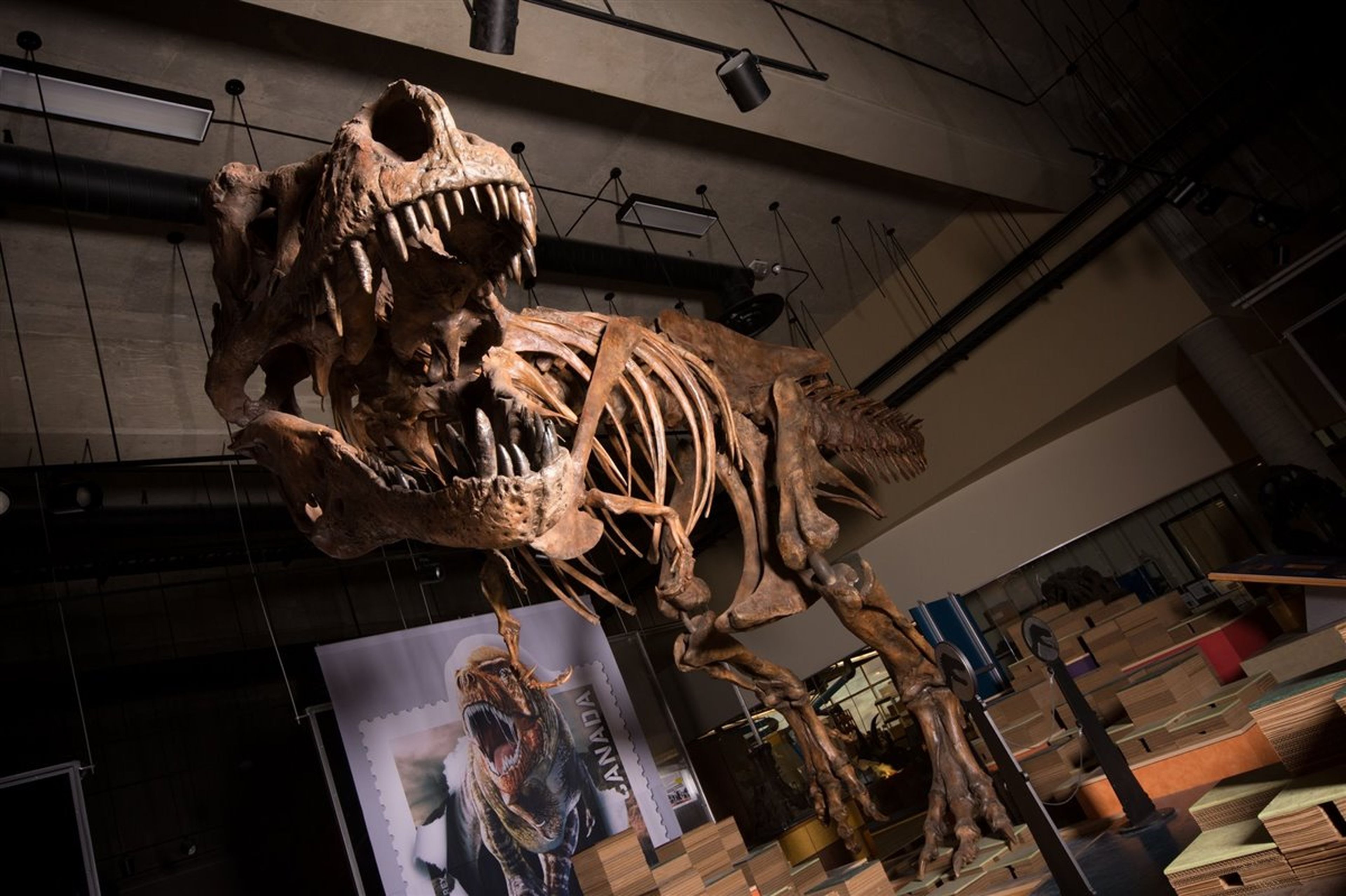 Scotty, el T.rex más grande del mundo.