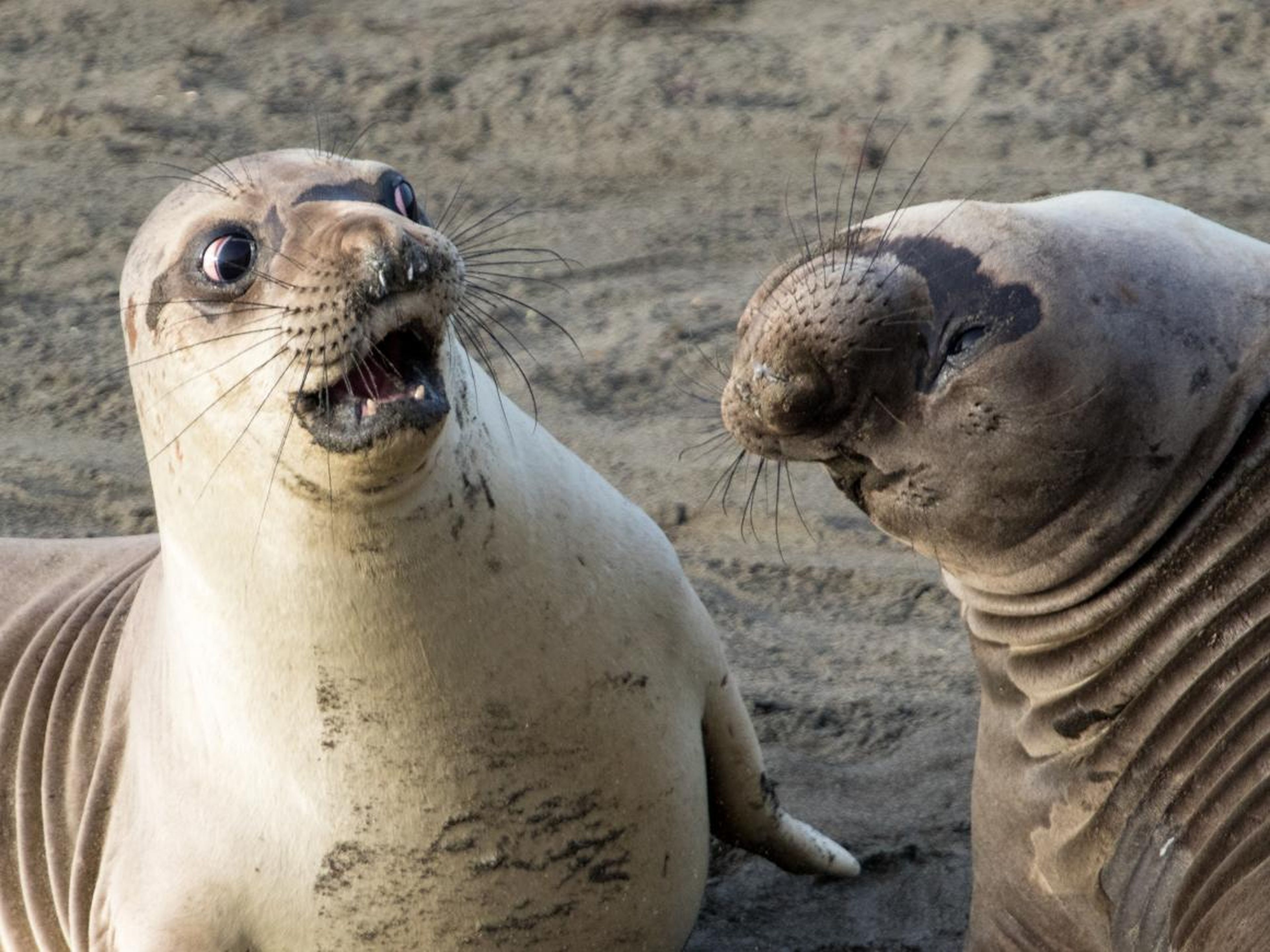 This seal has the ultimate disgusted face.