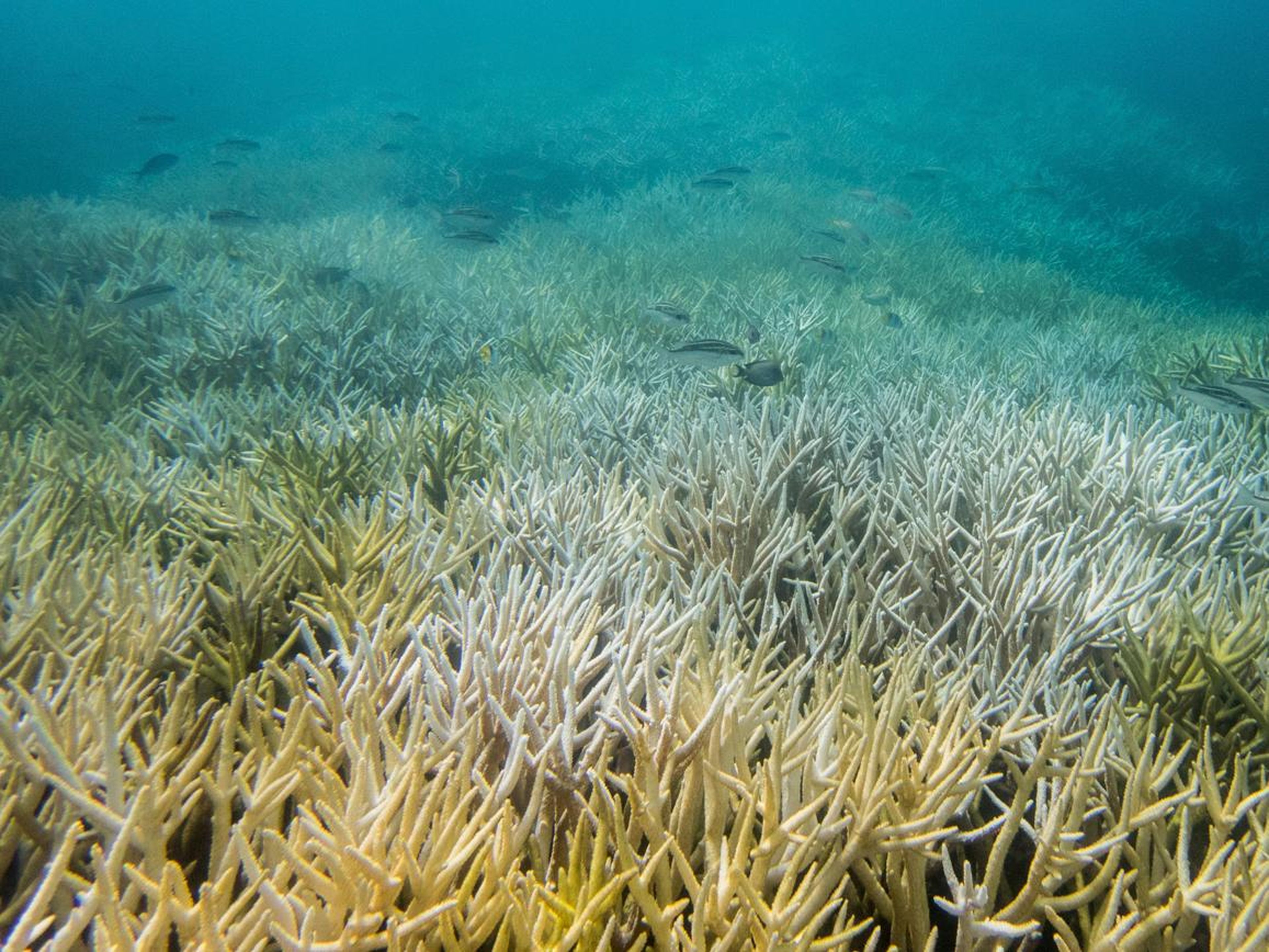 Fuertes brotes de blanqueo están afectando a los arrecifes de coral más a menudo que hace unas décadas.