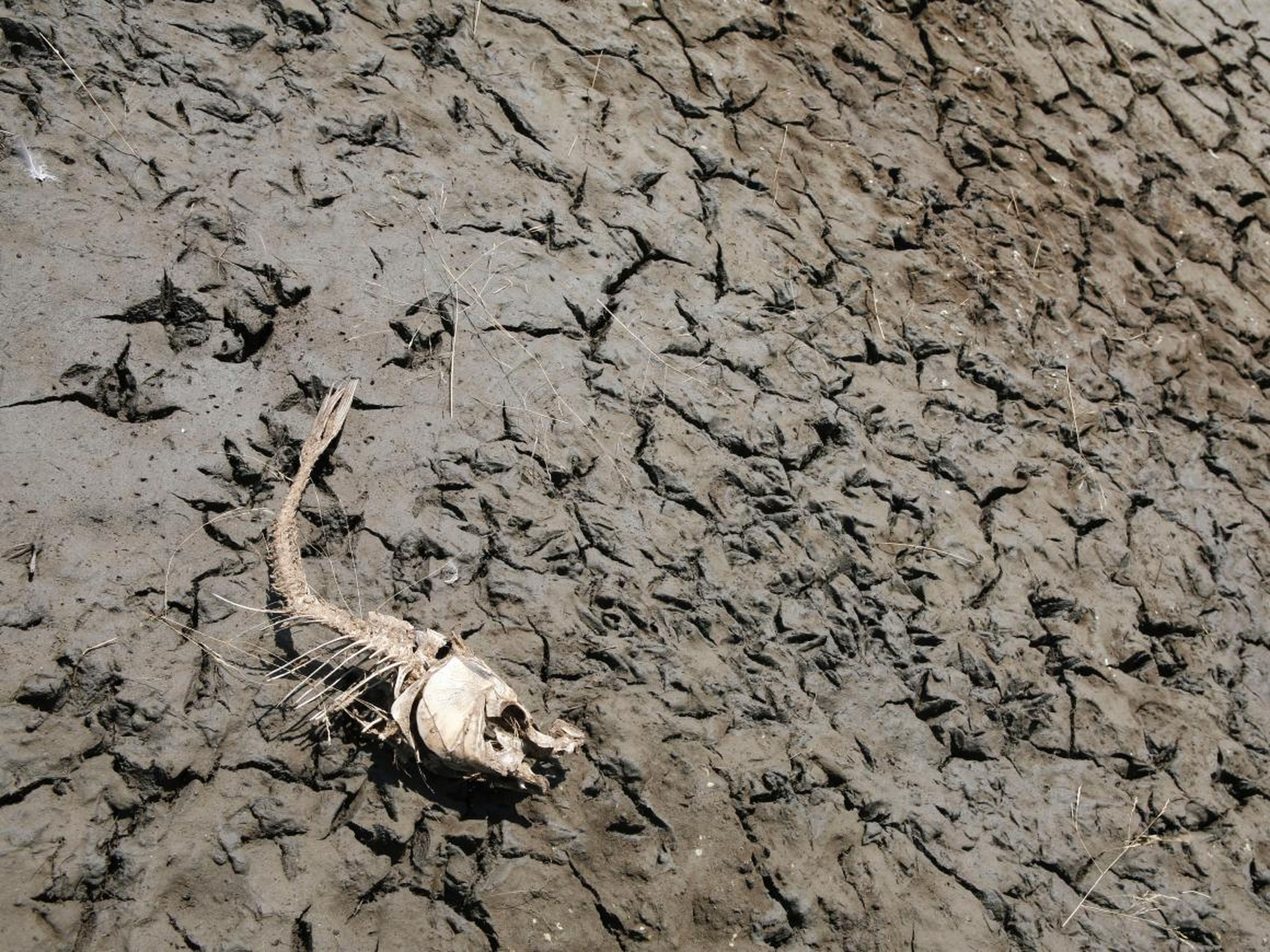 A skeleton of a fish lies forgotten on the dry bed of Lake Peñuelas outside Santiago, Chile.