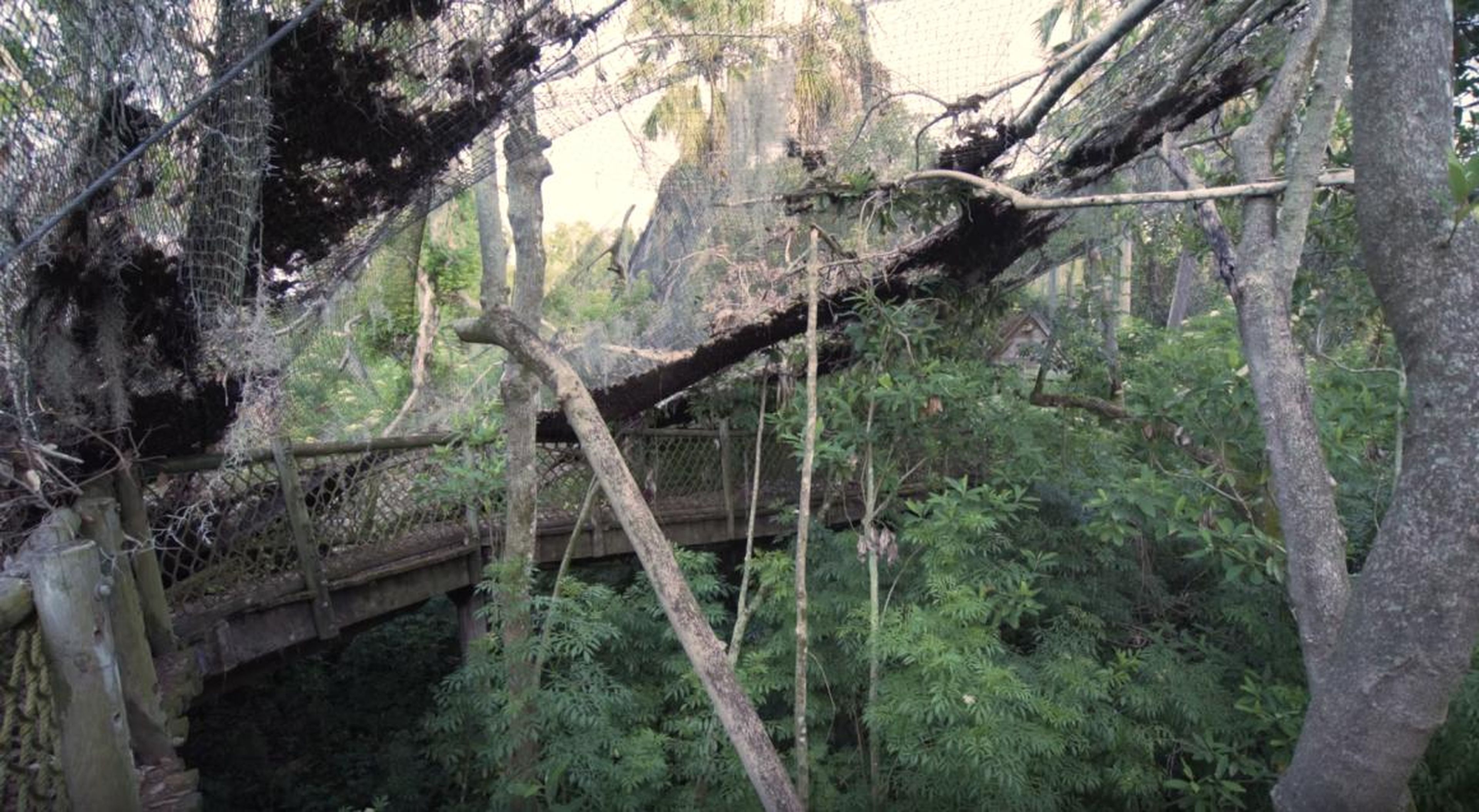 Collapsed canopy on Avian Way.