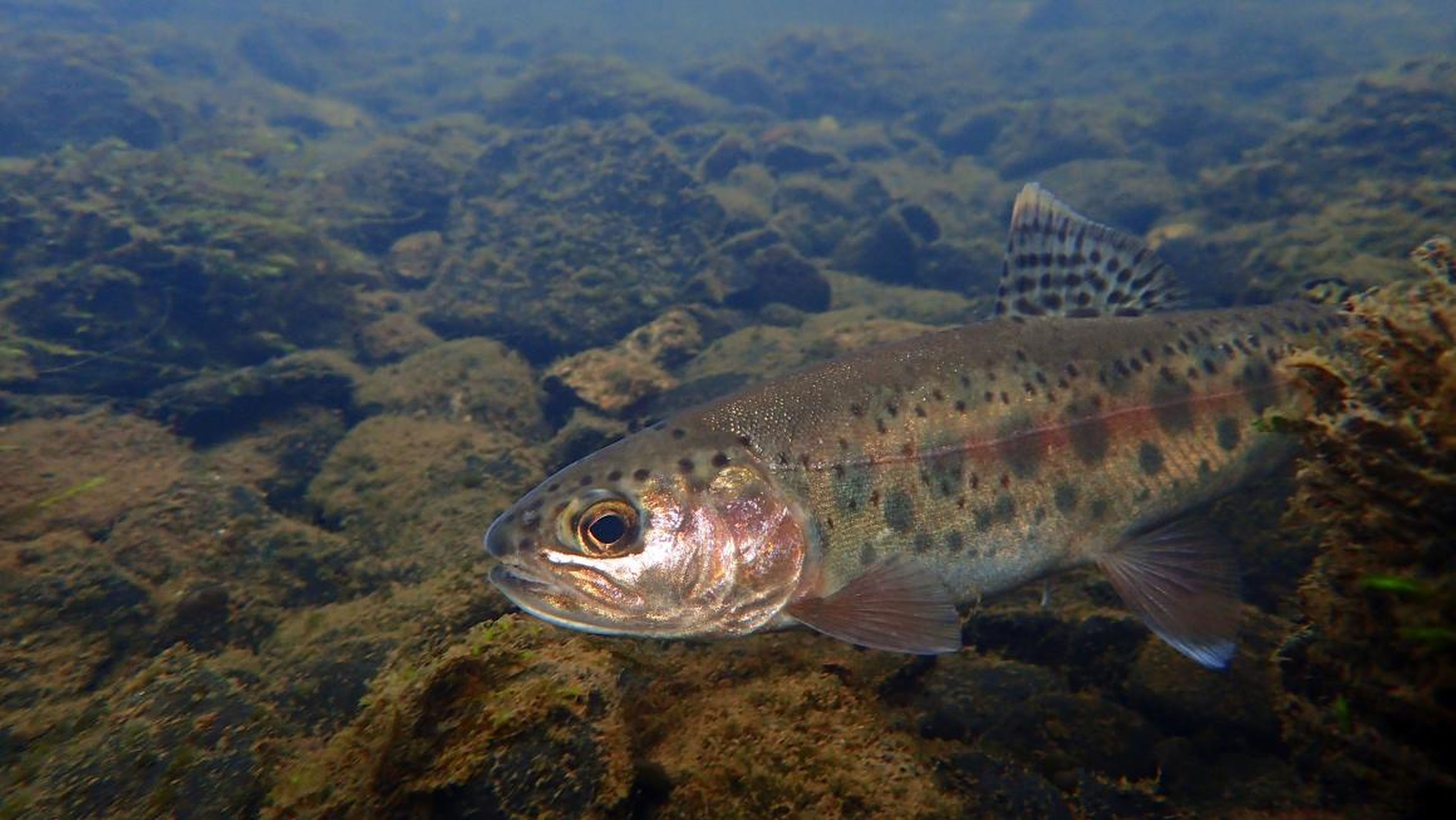 The Goose Lake redband trout is endemic to tributaries in northeastern California and southeastern Oregon.
