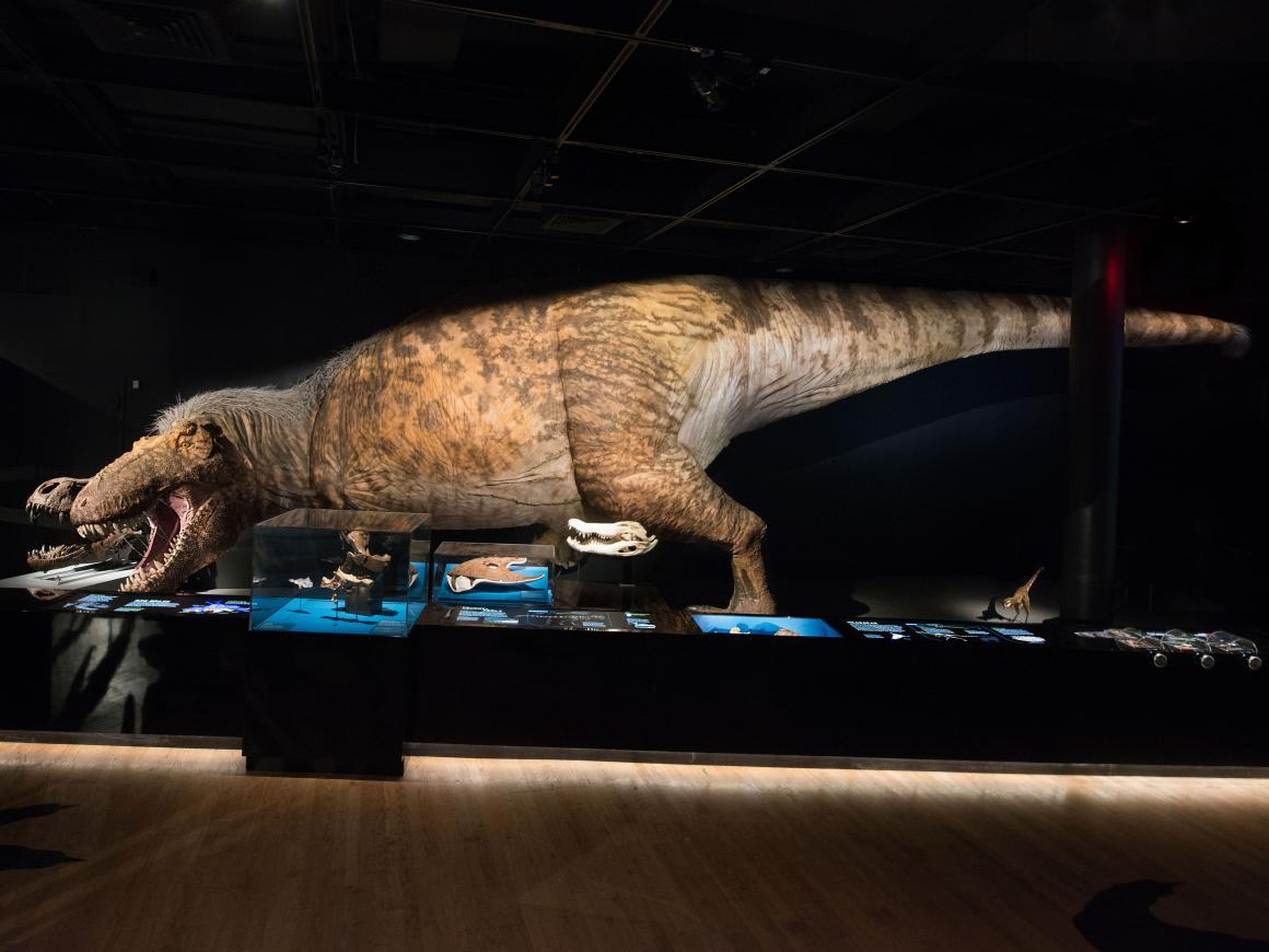 A T. rex grew from a tiny hatchling to a 9-ton predator in about 18 to 20 years, gaining an unbelievable 1,700 pounds per year.